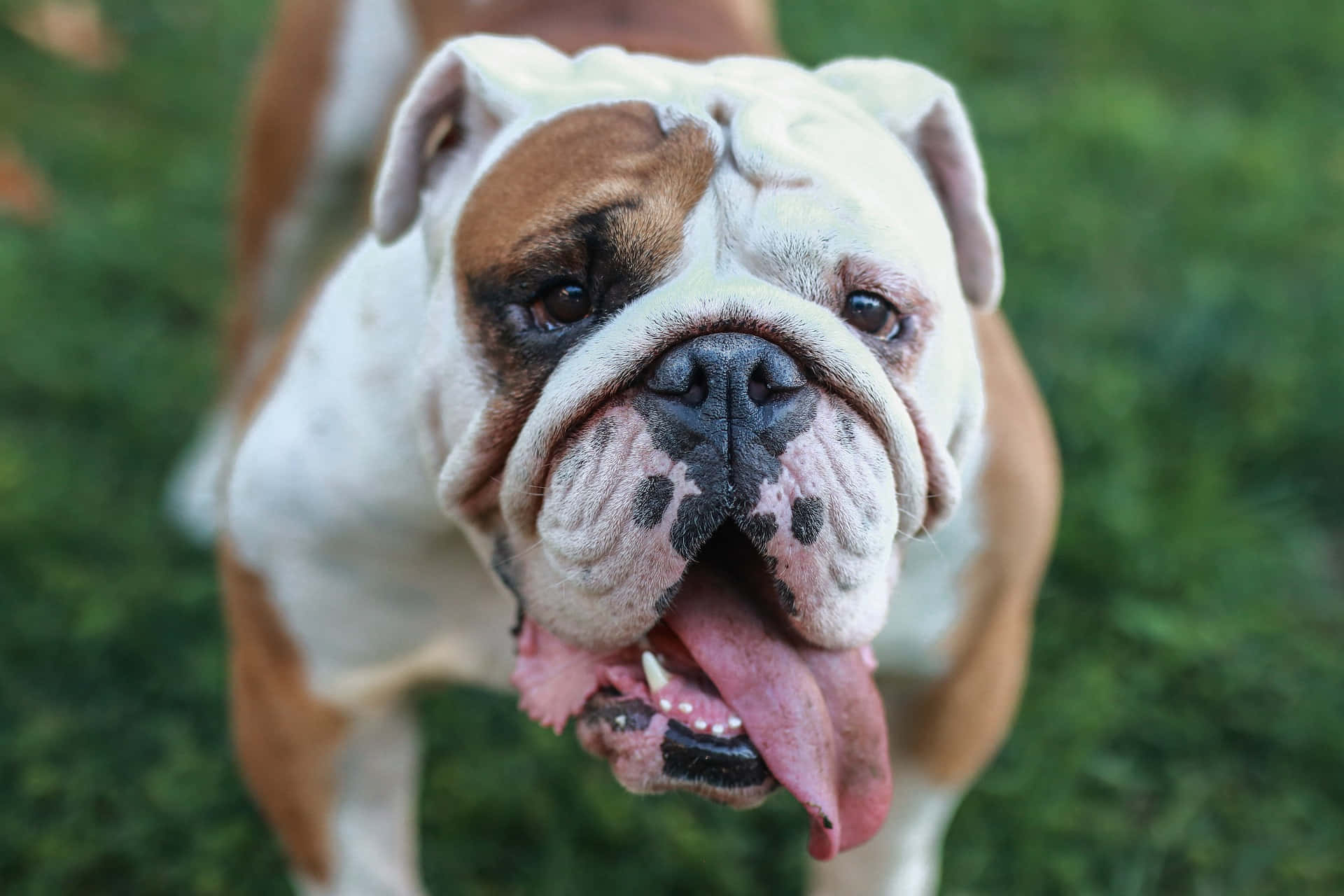 Bulldog 桌布 壁紙 — 一隻開心的鬥牛犬伸出粉紅色的舌頭站在綠色草地上的特寫。