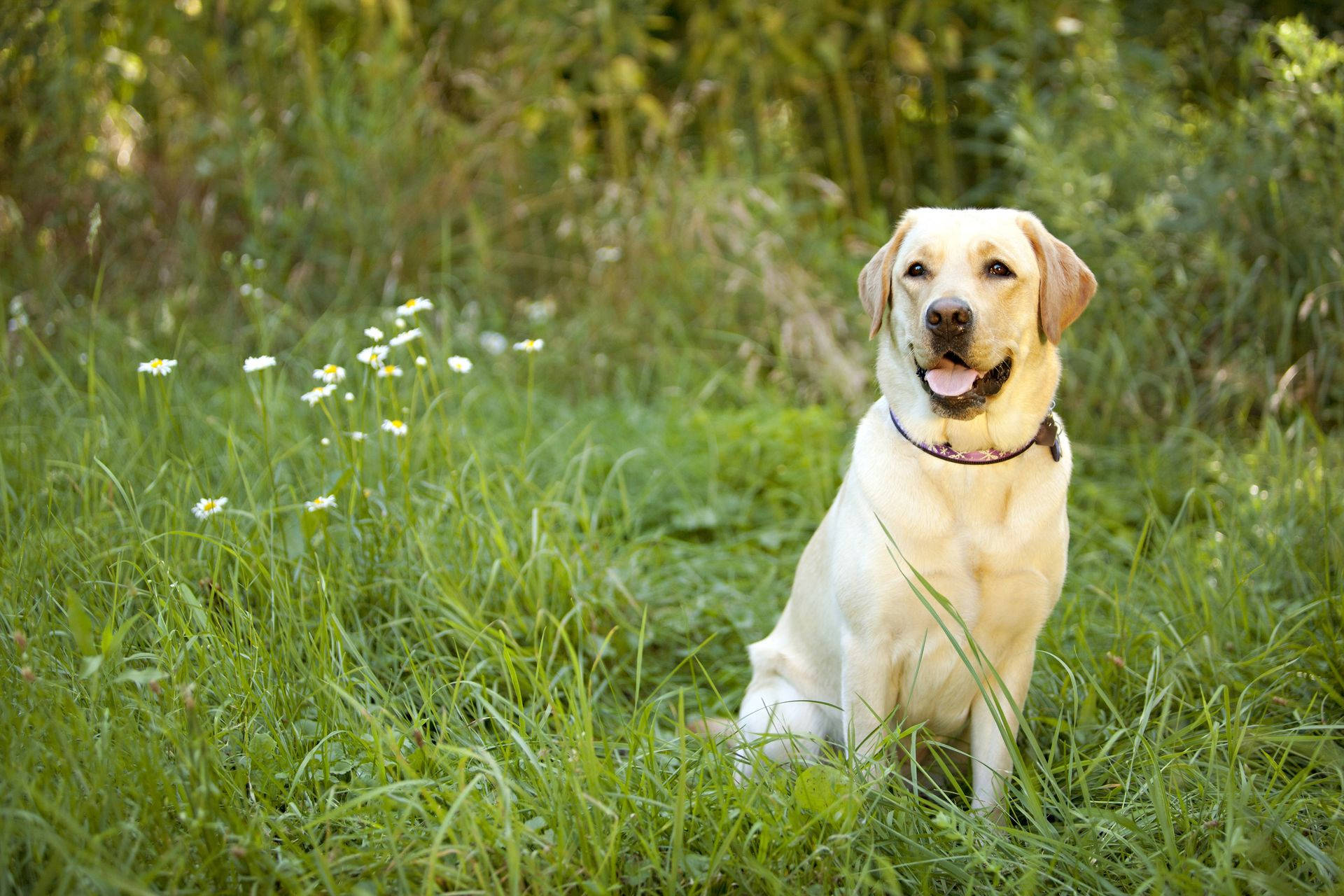 Labrador 桌布 壁紙 — 一隻開心的黃色拉布拉多坐在高高的綠色草地上，周圍有雛菊，在明亮的陽光下。