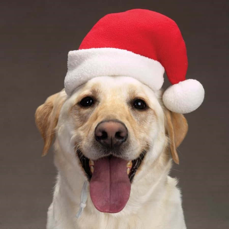 Santa Claus 桌布 壁紙 — 一隻開心的黃色拉布拉多尋回犬，戴著紅色聖誕帽，帽邊白色，頂端有絨球，伸出舌頭，背景為純灰色。