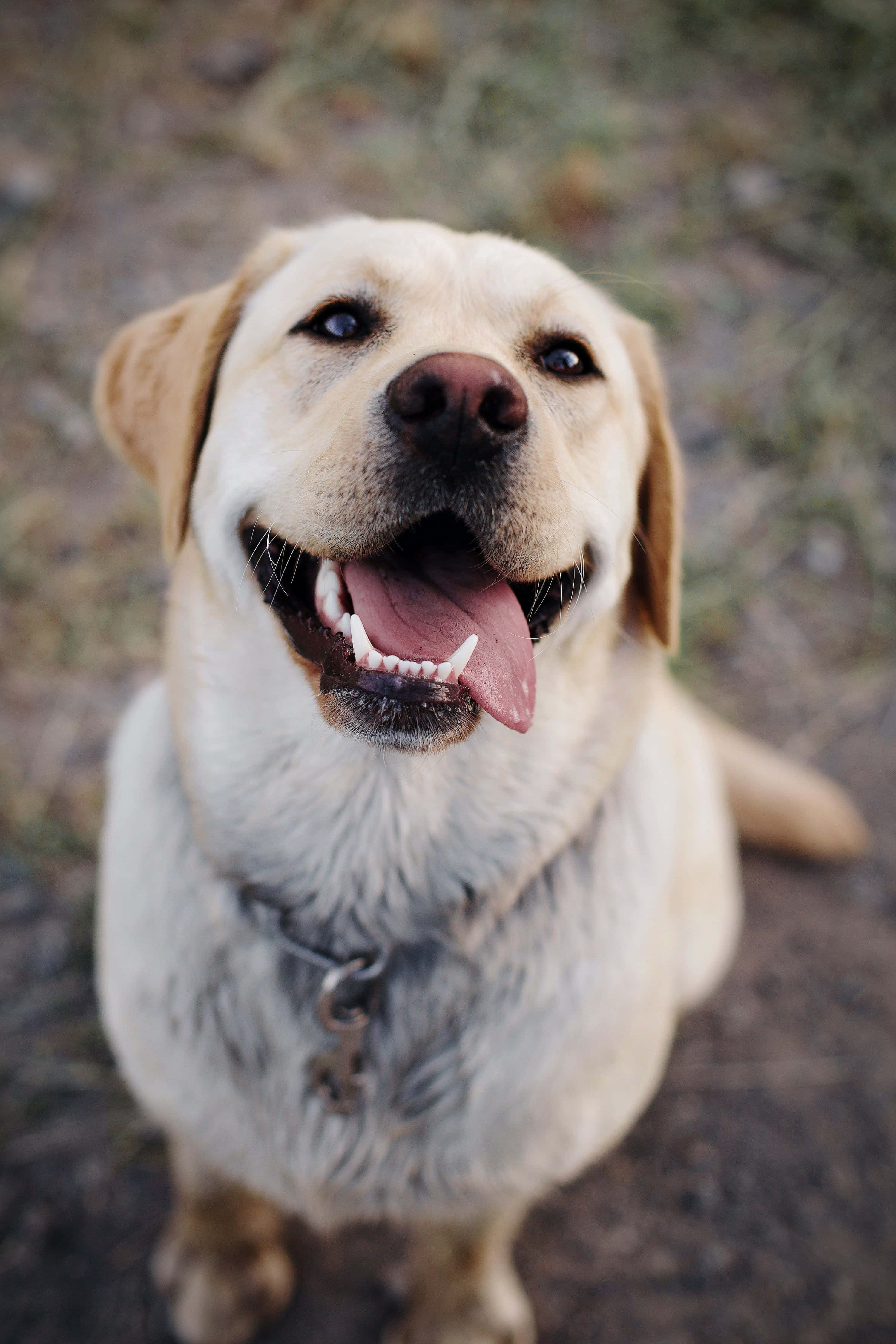 Funny Pet 桌布 壁紙 — 一隻開心的黃色拉布拉多尋回犬伸出舌頭微笑，抬頭看著戶外的相機。