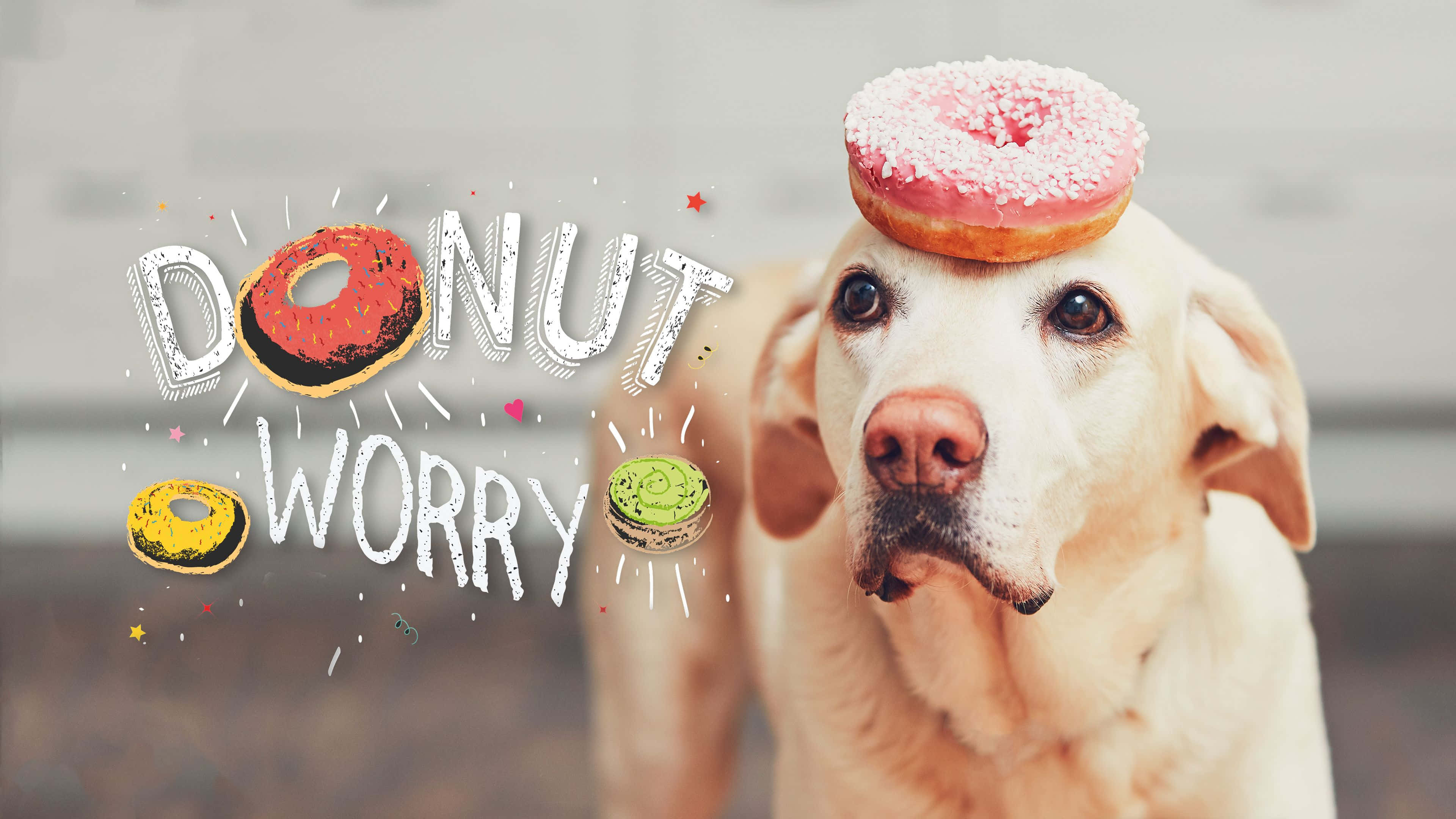 donuts 桌布 壁紙 — 一隻開心的黃色拉布拉多尋回犬頭上頂著一個粉紅色糖霜甜甜圈，周圍有玩味的甜甜圈圖案圍繞著「DONUT WORRY」字樣。