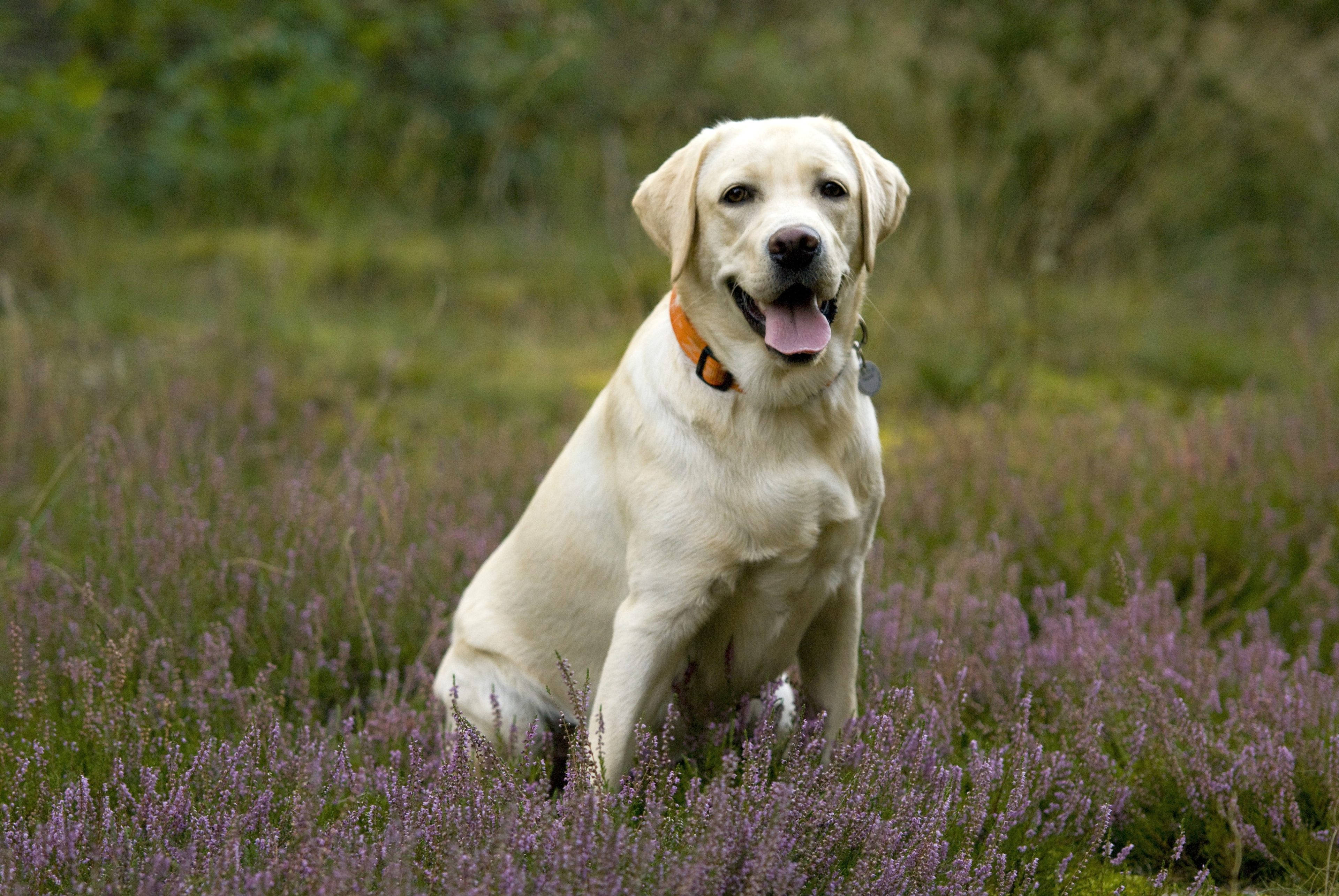 Labrador 桌布 壁紙 — 一隻開心的黃色拉布拉多犬快樂地坐在紫色石楠花田裡，背景是柔和模糊的綠色。