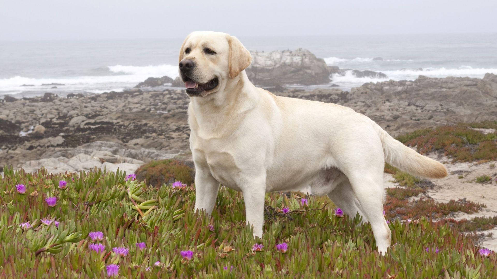 Big Dog 桌布 壁紙 — 一隻開心的黃色拉布拉多自豪地站在一個點綴著紫色花朵的岩石海灘上，身後波濤洶湧。