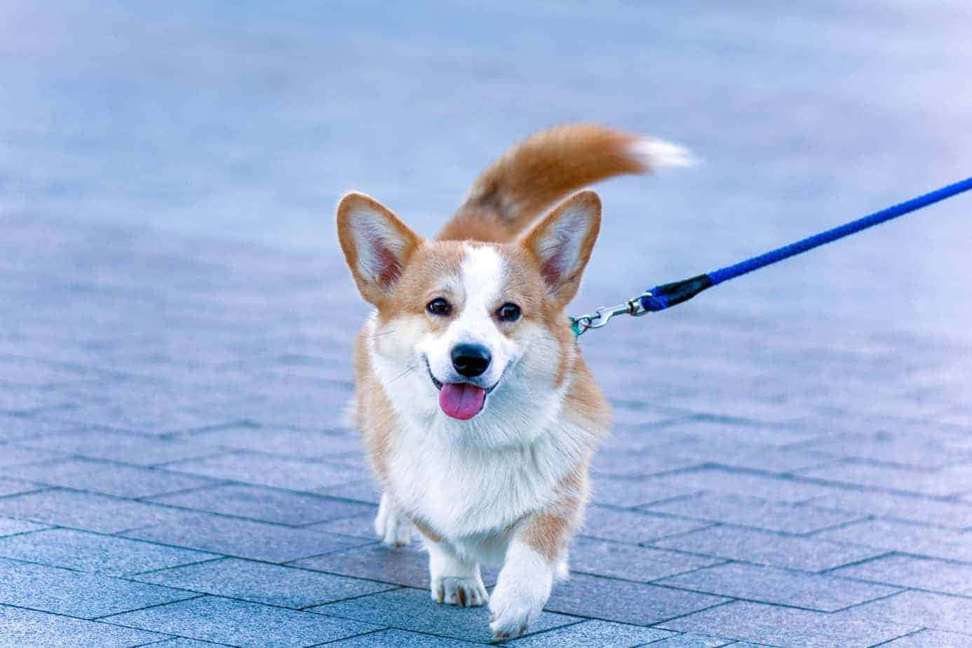 一隻微笑的柯基犬用藍色狗帶在鋪砌的人行道上奔跑。 — 寵物動圖 壁紙