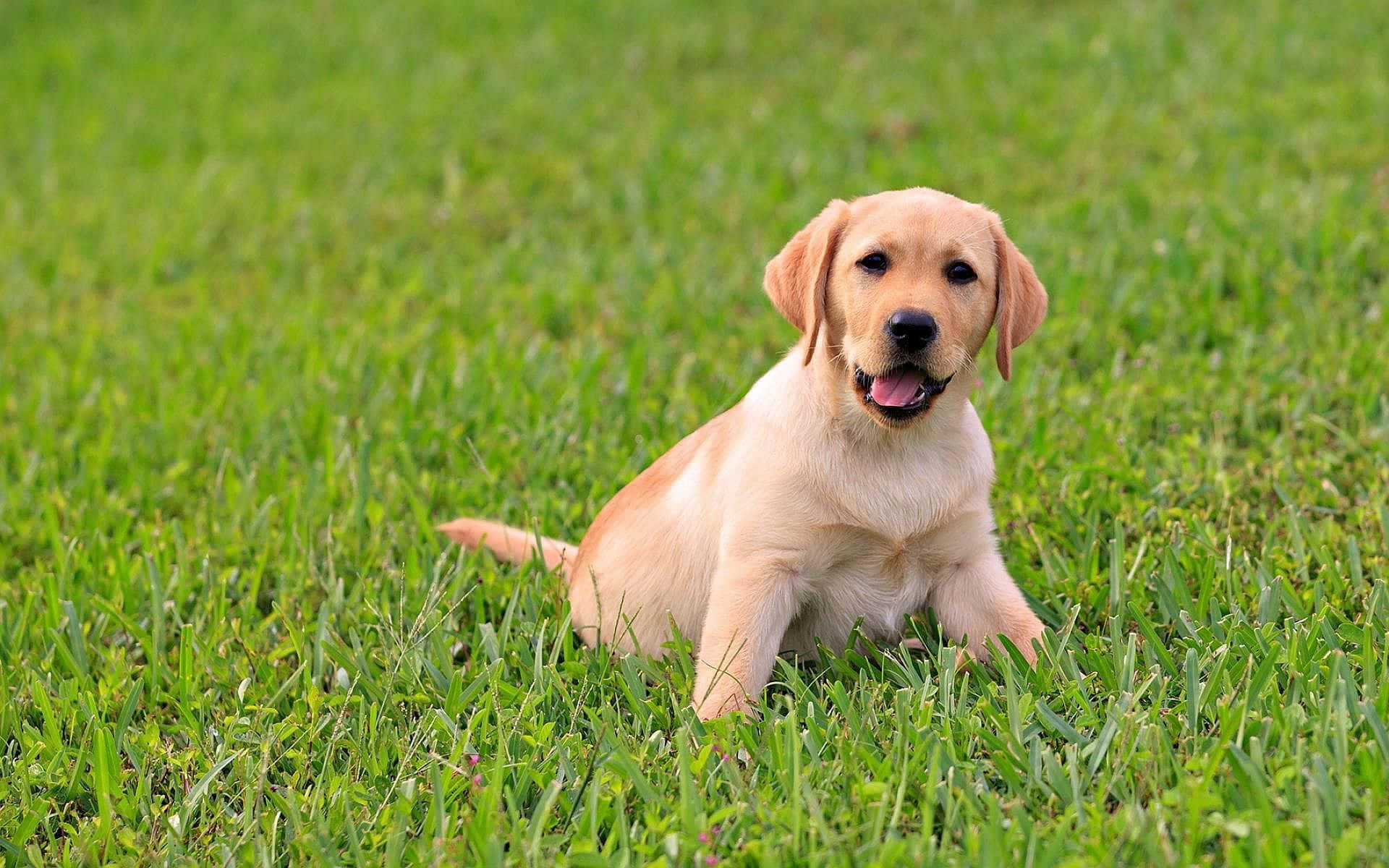 Yellow Labrador 桌布 壁紙 — 一隻開心的黃金獵犬幼犬伸出舌頭，快樂地坐在充滿活力的綠色草地上。
