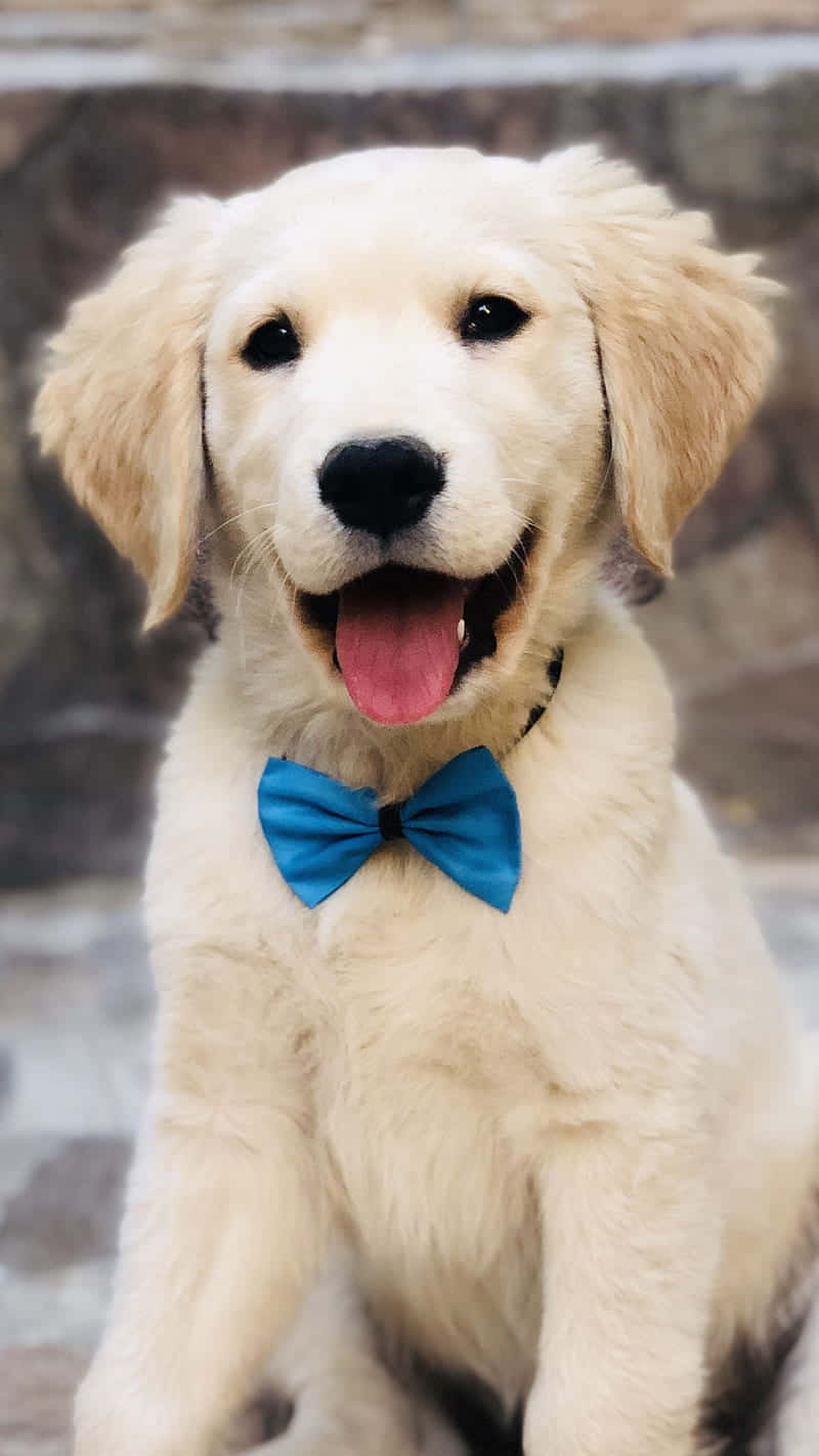 golden retriever puppy 桌布 壁紙 — 一隻開心的黃金獵犬幼犬戴著亮藍色蝴蝶結，在石牆背景下開心地伸出舌頭坐著。