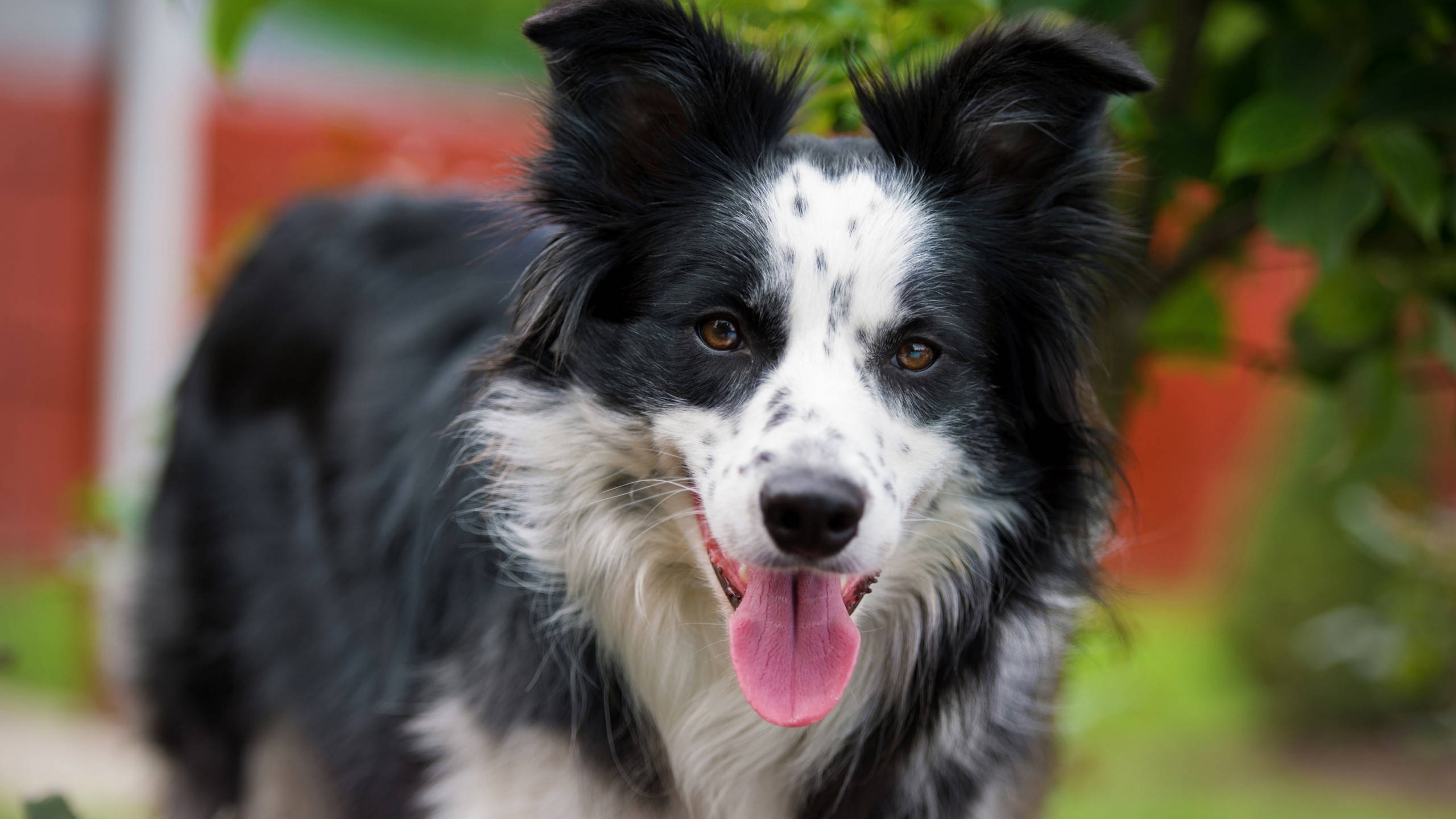 happy dog 桌布 壁紙 — 一隻開心的黑白邊境牧羊犬伸出粉紅色舌頭，直視鏡頭，背景是模糊的綠色和紅色。