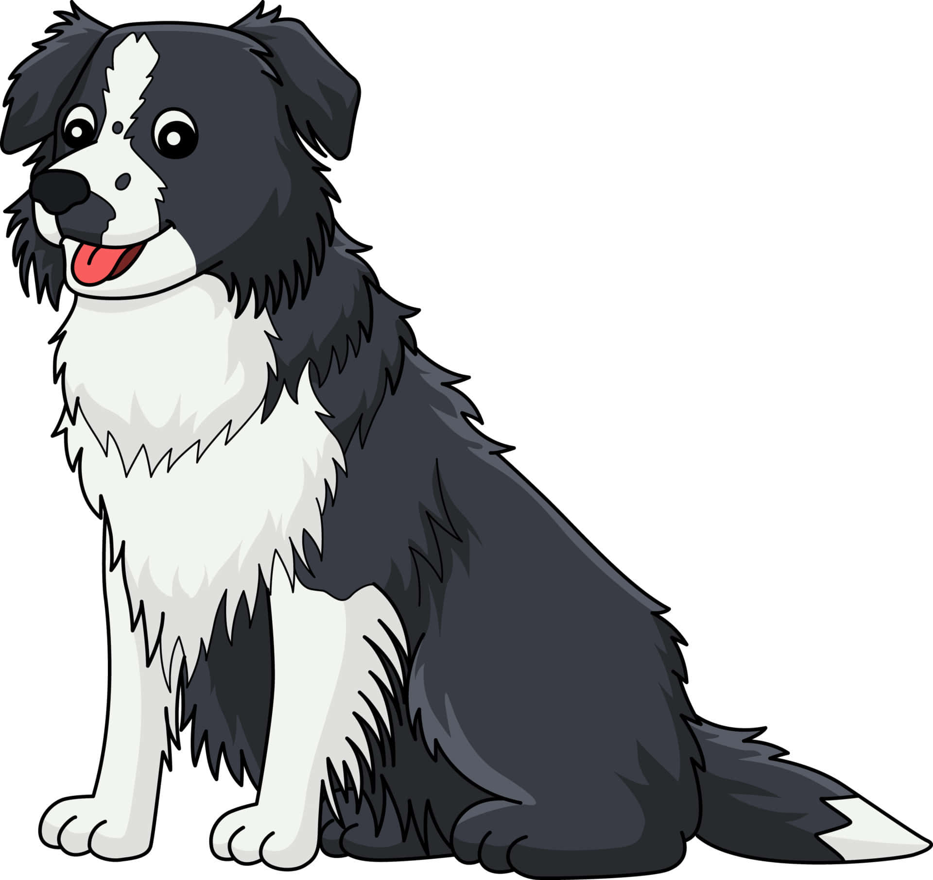 border collie 桌布 壁紙 — 一隻開心的黑白邊境牧羊犬坐著伸出舌頭，背景是純白色。
