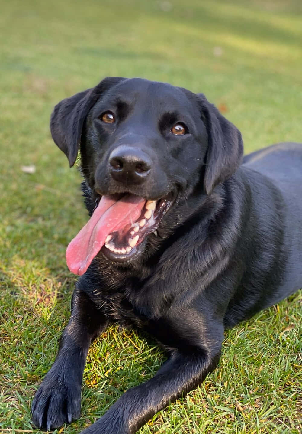 Labrador 桌布 壁紙 — 一隻開心的黑色拉布拉多尋回犬躺在陽光照耀的綠色草地上，喘著氣，表情愉快。