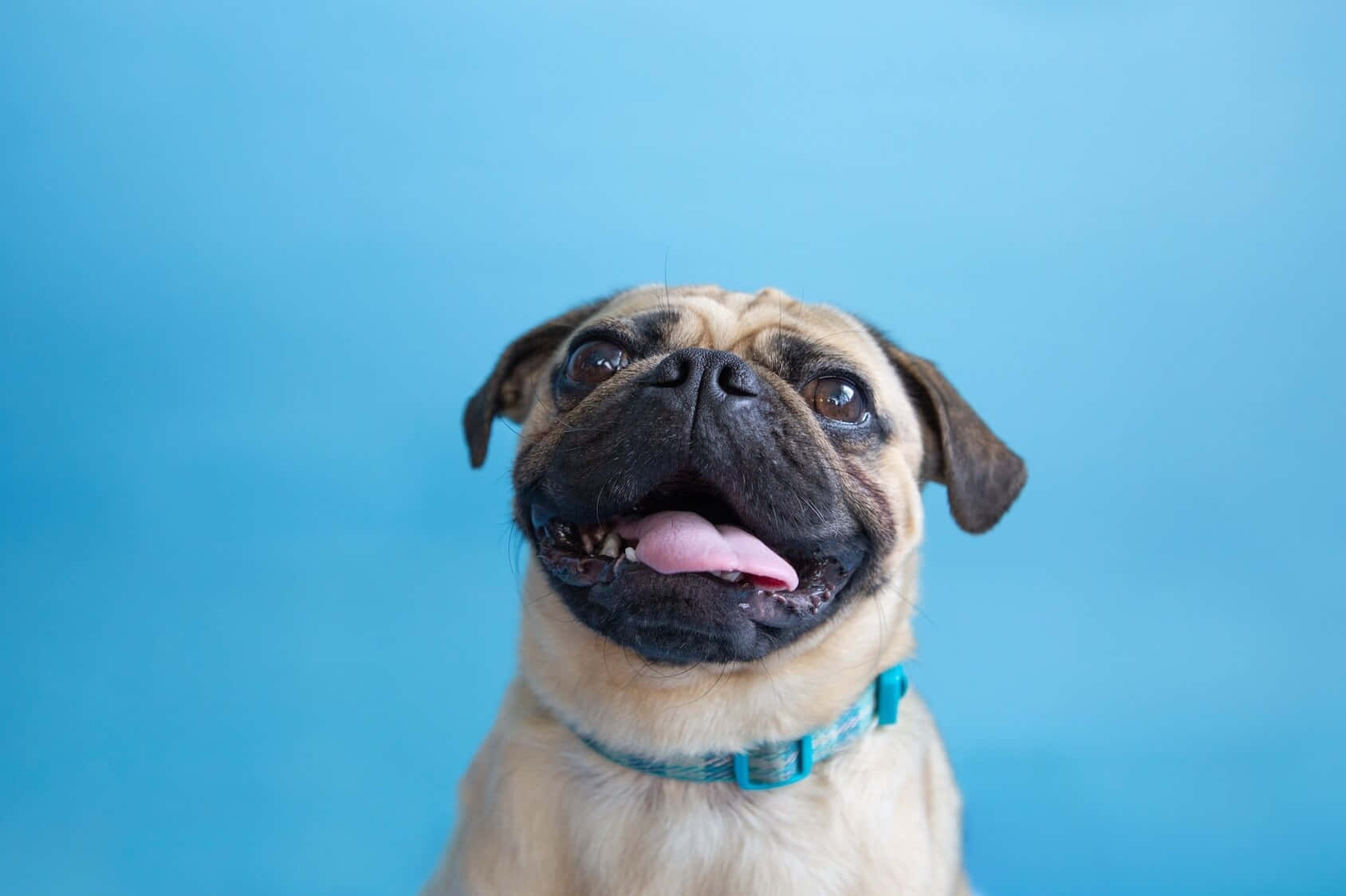 狗 桌布 壁紙 — 一隻開朗的巴哥犬伸出粉紅色舌頭，抬頭望著純藍色背景。