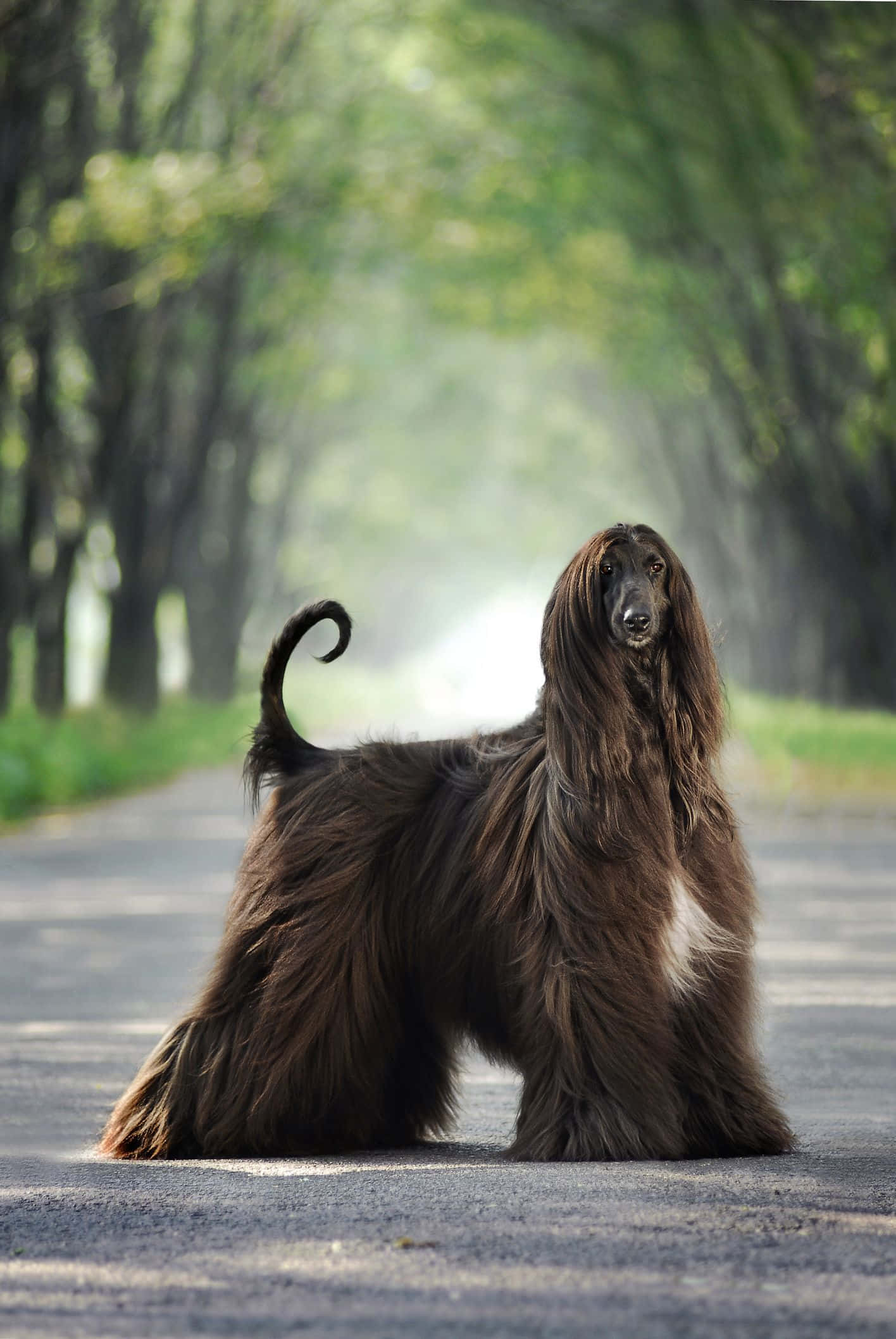 Dogs 桌布 壁紙 — 一隻阿富汗獵犬，長長飄逸的棕色毛髮，在樹木成行的道路上優雅佇立，沐浴在柔和的晨光中。