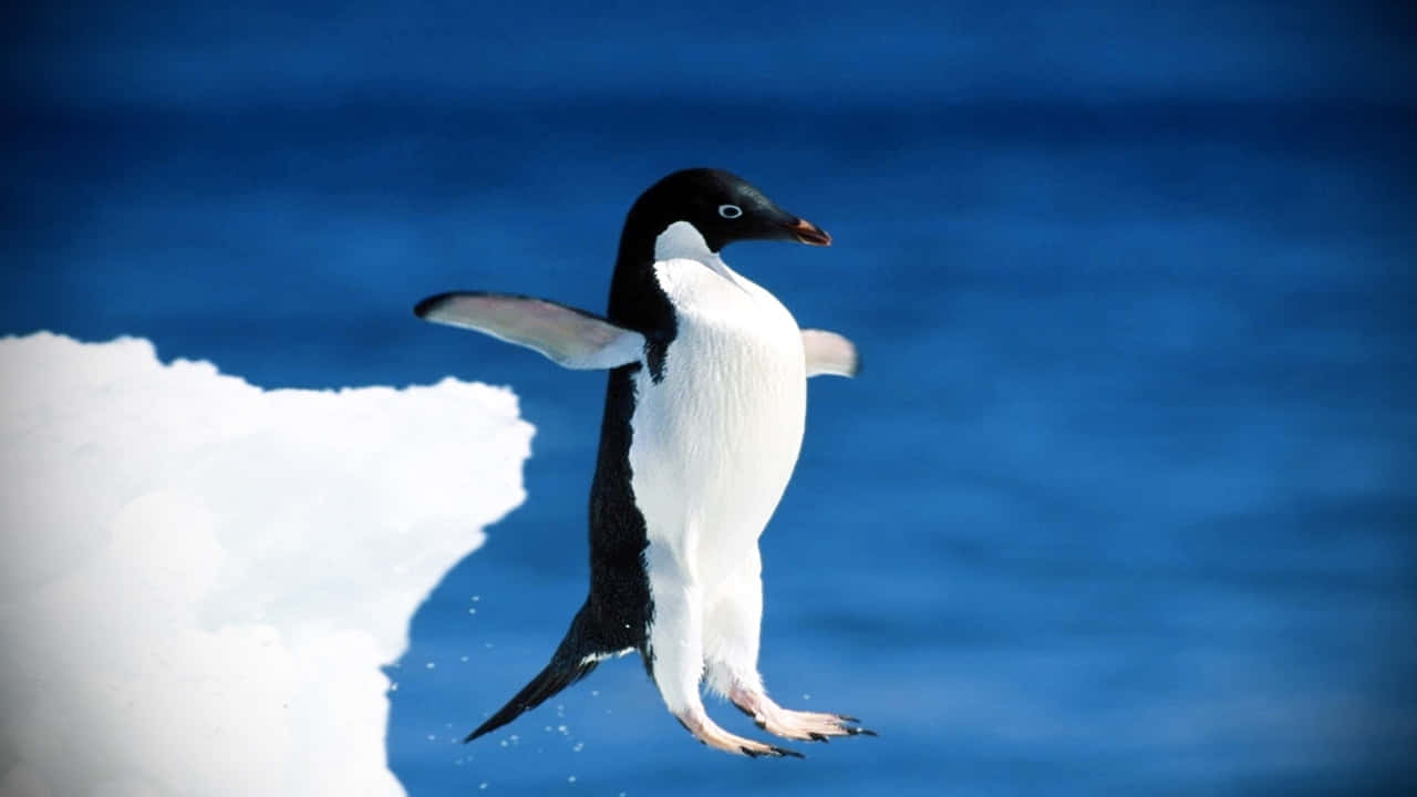 Penguin Funny 桌布 壁紙 — 一隻阿德利企鵝優雅地從雪白的冰塊跳入充滿活力的南極藍色海水。