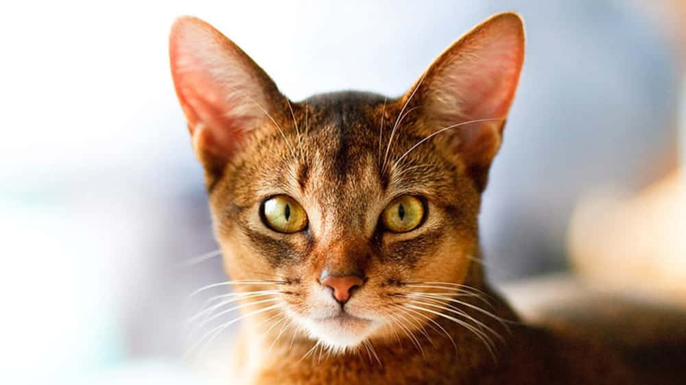 Abyssinian 桌布 壁紙 — 一隻阿比西尼亞貓的特寫，擁有引人注目的綠色眼睛和警覺的耳朵，直視鏡頭。