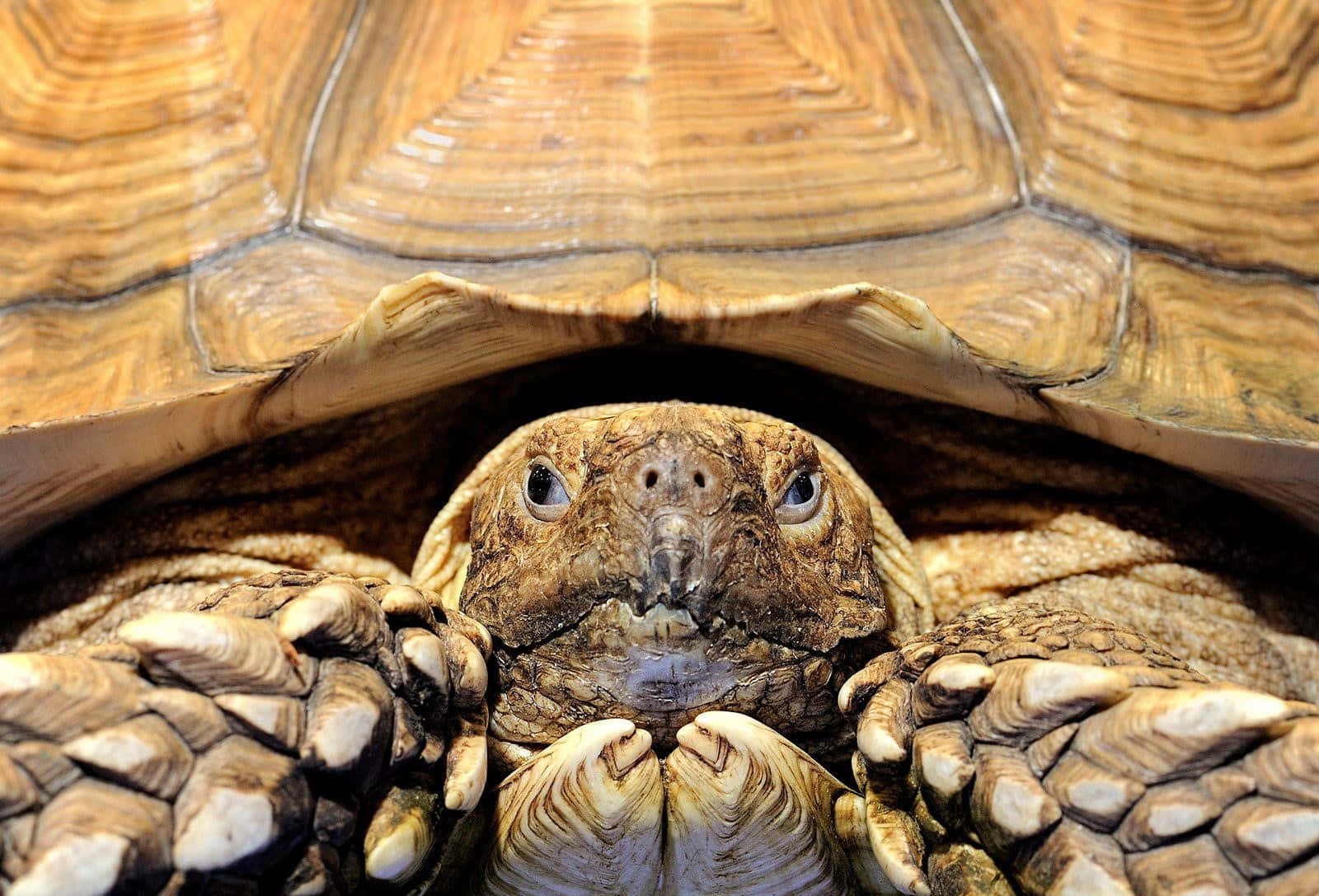 tortoise 桌布 壁紙 — 一隻陸龜從其紋理龜殼下探出頭來的特寫照片，細節清晰的爪子與皺紋皮膚。