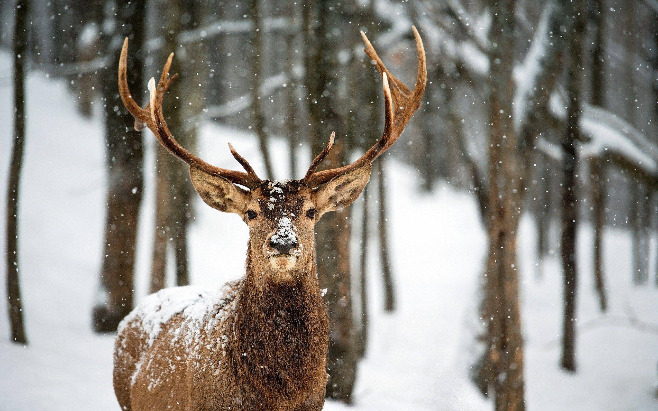 Reindeer 桌布 壁紙 — 一隻雄偉的、覆蓋著雪的雄鹿，長著巨大的鹿角，在雪花飄落的雪地森林中警覺地站立著。