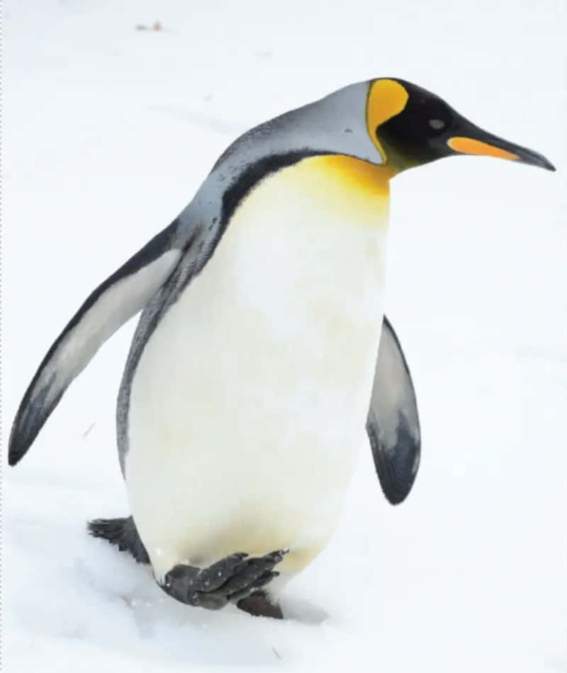 企鵝 桌布 壁紙 — 一隻雄偉的國王企鵝站在純淨的雪地中，頭部和喙上有鮮明的黃橙色斑紋。