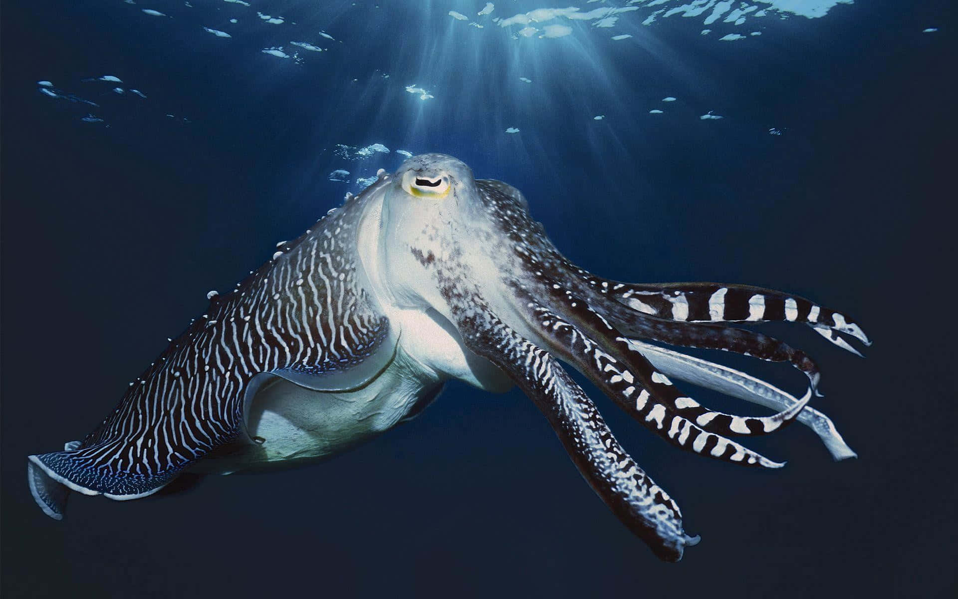 Sea Animal 桌布 壁紙 — 一隻雄偉的墨魚在深藍色的海洋水域中滑行，陽光從上方穿透而下。