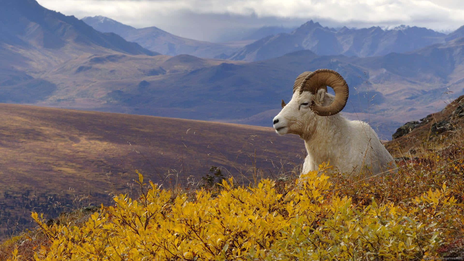 Mountain Goat 桌布 壁紙 — 一隻雄偉的大角羊，彎曲的角，在金色秋季灌木叢中休息，背景是廣闊的山脈，天空多雲。
