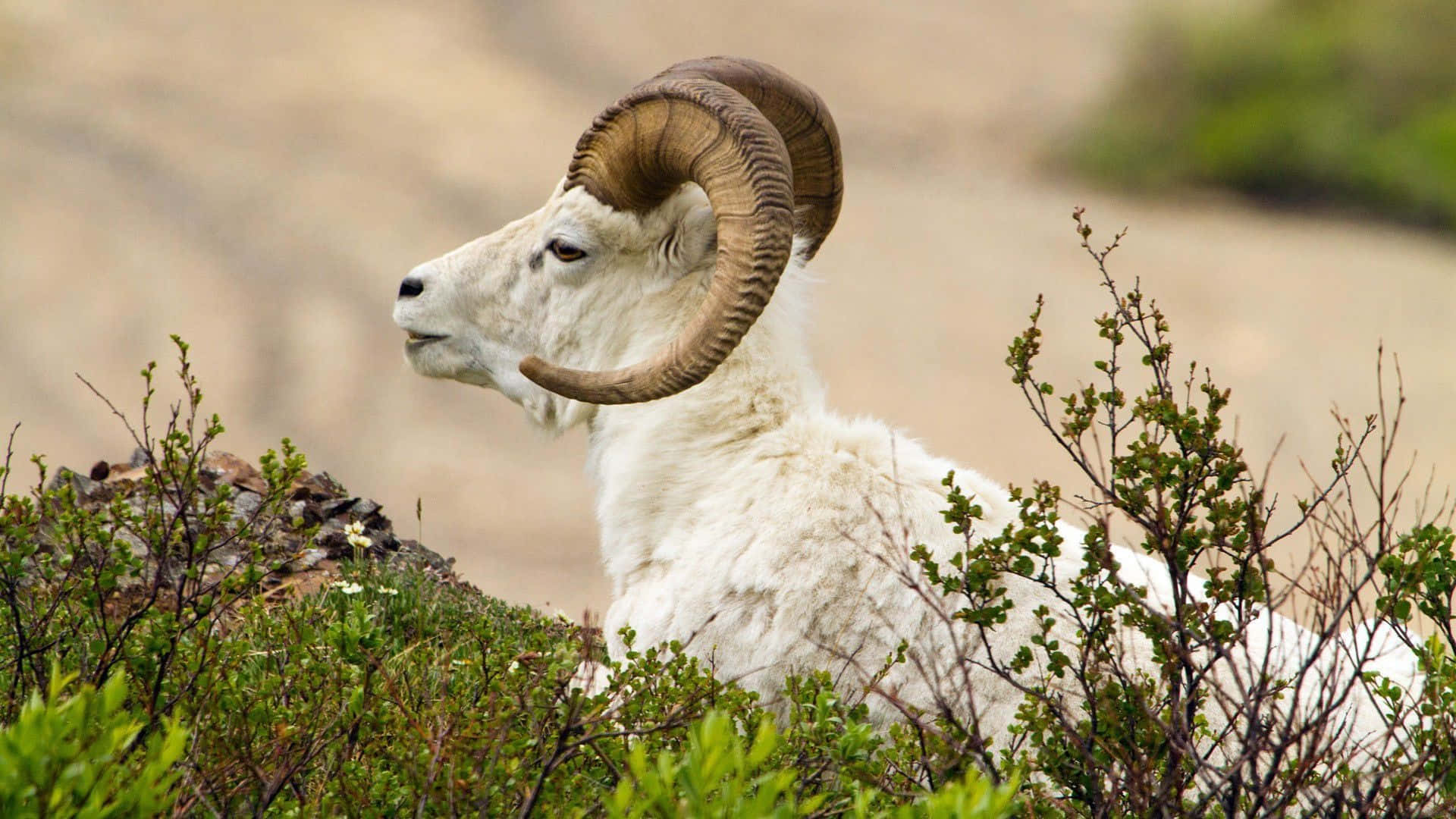 Goat 桌布 壁紙 — 一隻雄偉的大角羊，擁有巨大的彎曲羊角，在陽光明媚的山坡上，於綠色灌木叢中靜靜休息。