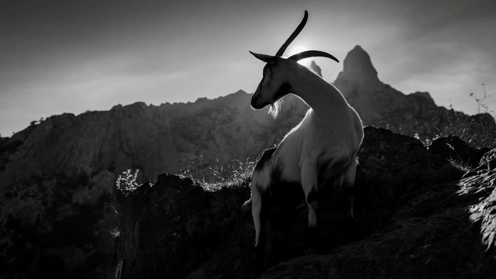 Mountain Goat 桌布 壁紙 — 一隻雄偉的山羊在戲劇性的黑白風景中，以剪影姿態站在陽光照耀的山峰前。
