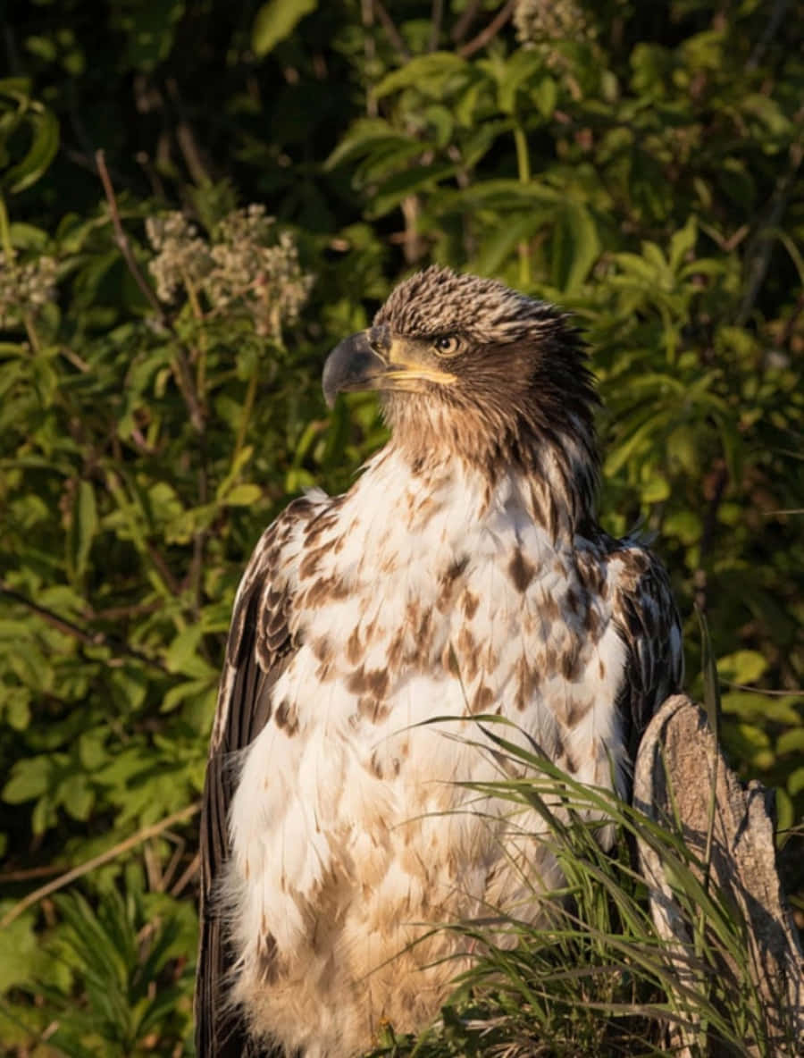 Young Bald Eagle 桌布 壁紙 — 一隻雄偉的幼鷹，帶有斑駁的白色和棕色羽毛，警覺地棲息在陽光普照的綠色樹葉中。