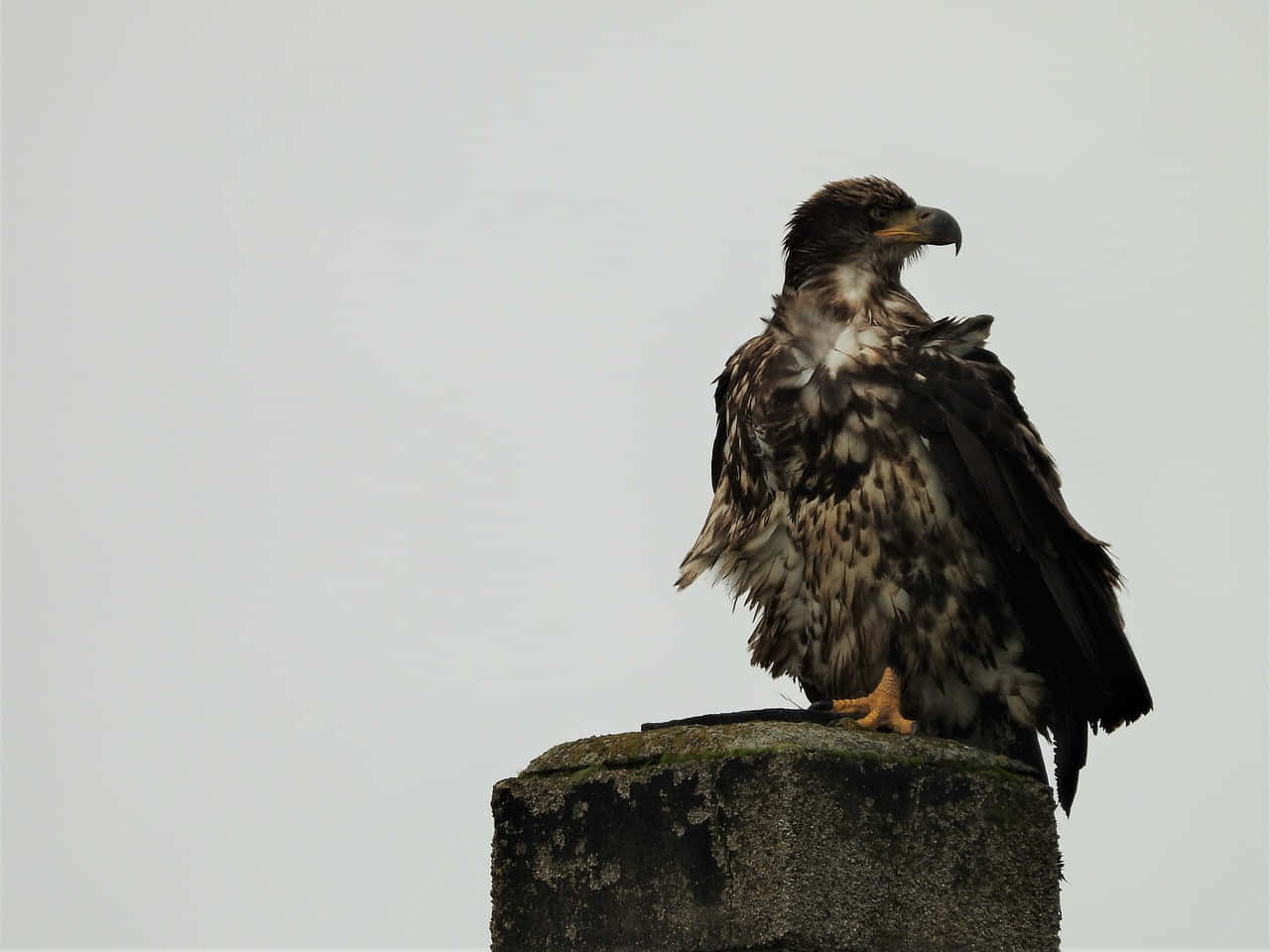 Young Eagle 桌布 壁紙 — 一隻雄偉的幼鷹威嚴地棲息在風化的石柱上，背景是蒼白的陰天。