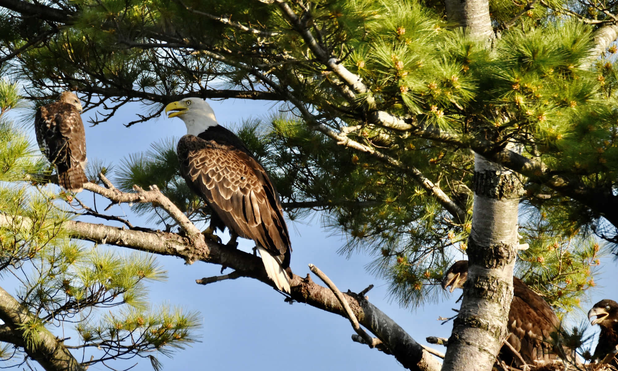 Eagle 桌布 壁紙 — 一隻雄偉的成年白頭海鵰，頭部和尾部白色，棲息在松樹枝上，旁邊有幼鷹，在陽光普照的樹上。