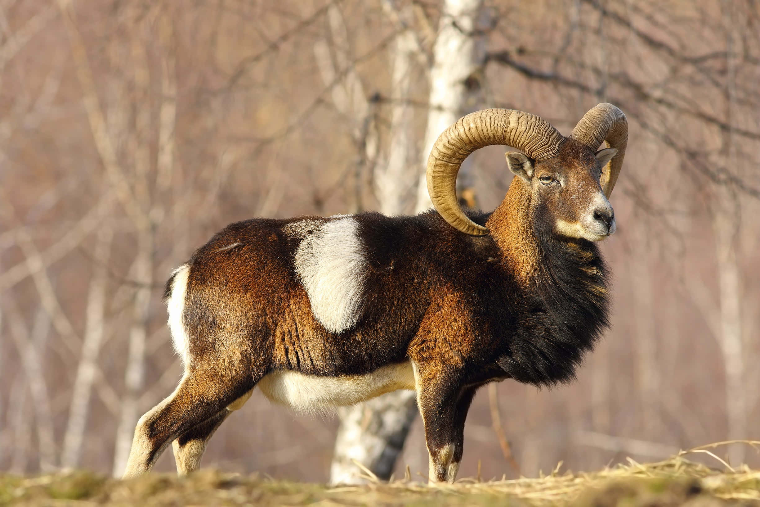 Sheep 桌布 壁紙 — 一隻雄偉的摩弗倫公羊，長著巨大的彎曲羊角，警覺地站在陽光普照、樹木光禿的森林空地中。