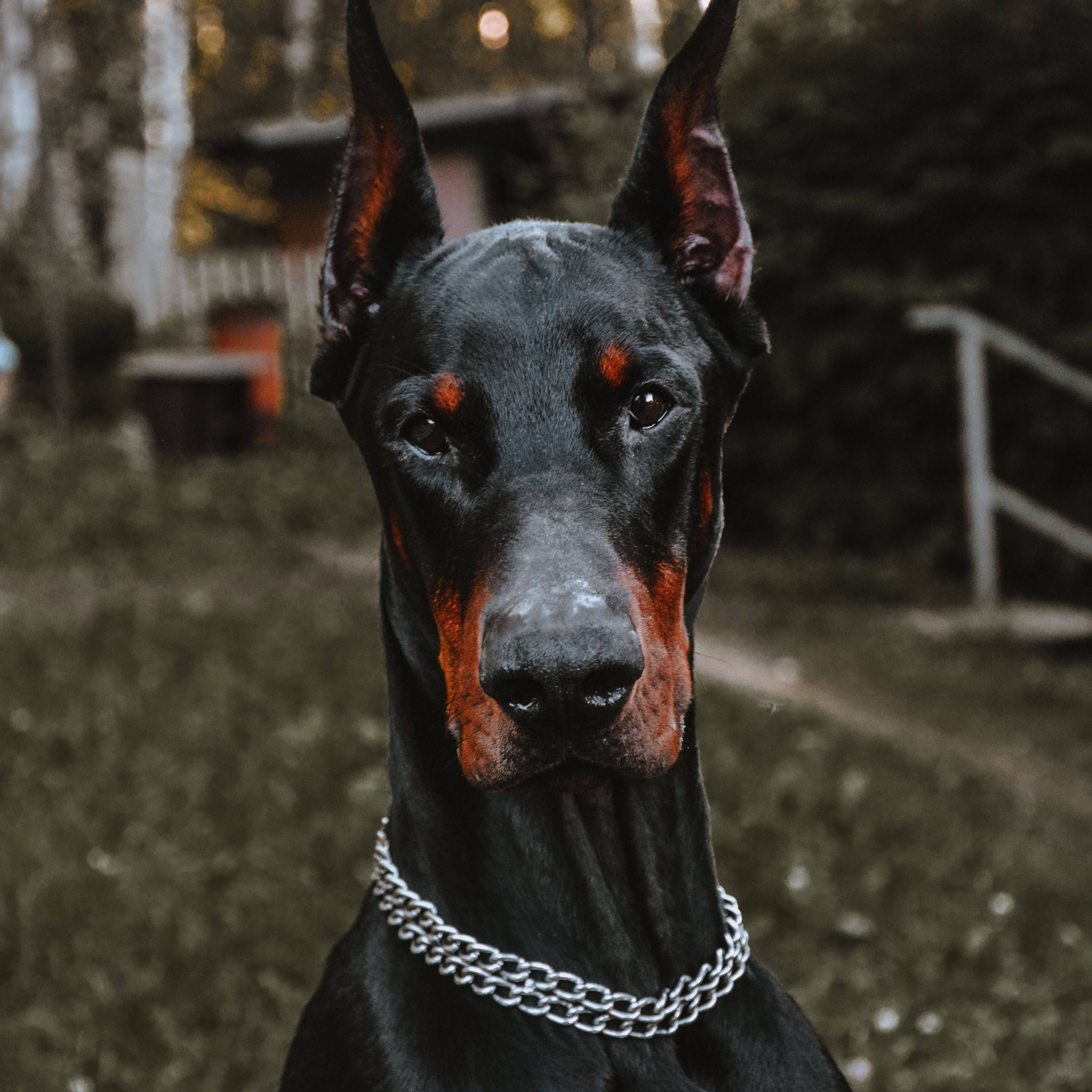 Doberman 桌布 壁紙 — 一隻雄偉的杜賓犬，帶有引人注目的紅色斑紋和銀色鏈條項圈，在柔和模糊的戶外環境中專注地凝視著鏡頭。