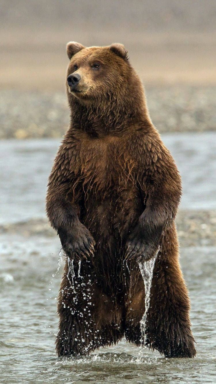 animals 桌布 壁紙 — 一隻雄偉的棕熊在淺水中直立站立，強壯的爪子周圍濺起水花。