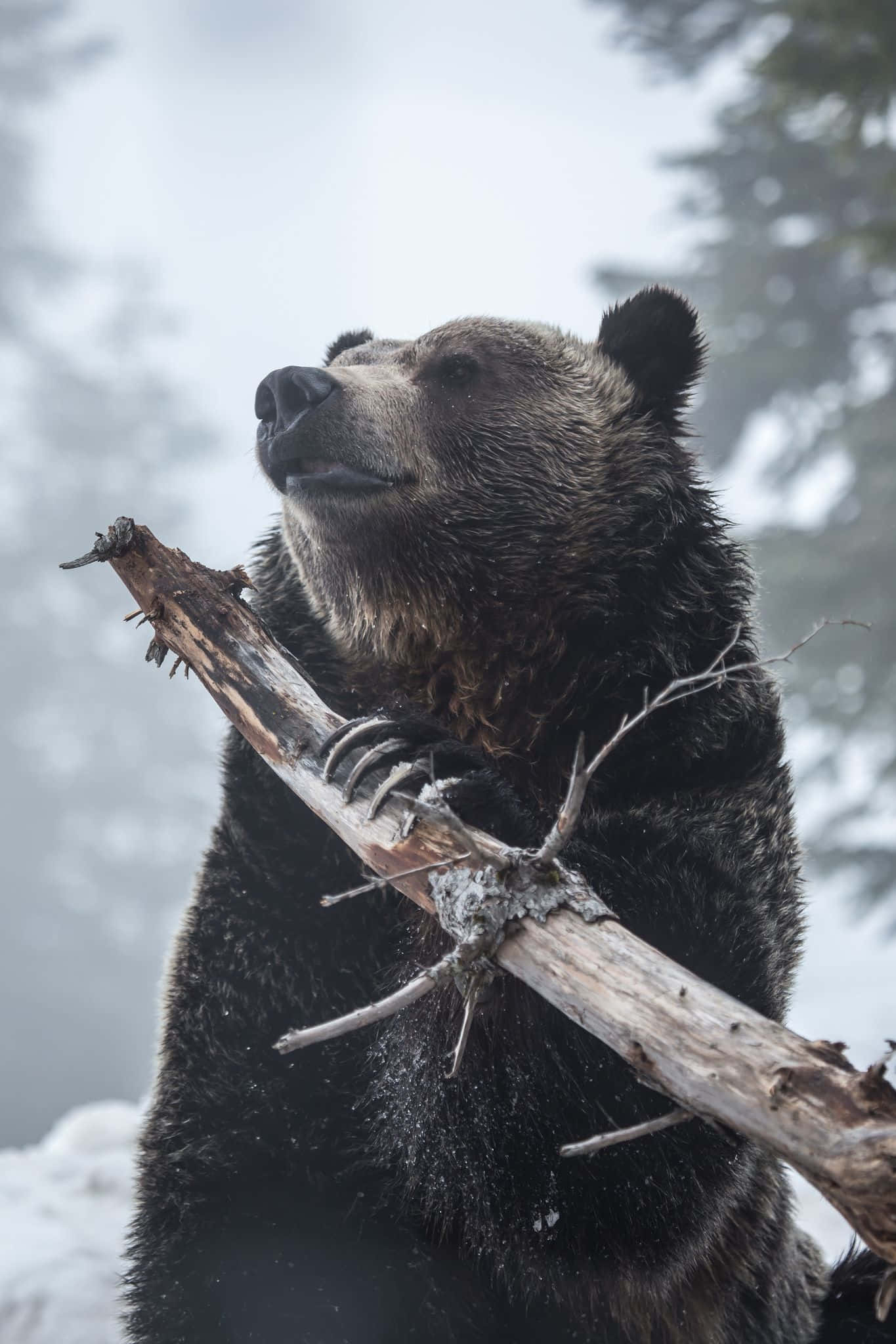 Bear Attack 桌布 壁紙 — 一隻雄偉的棕熊抓住一條積雪覆蓋的樹枝，身處迷霧籠罩的冬季森林，目光專注地向上凝視。