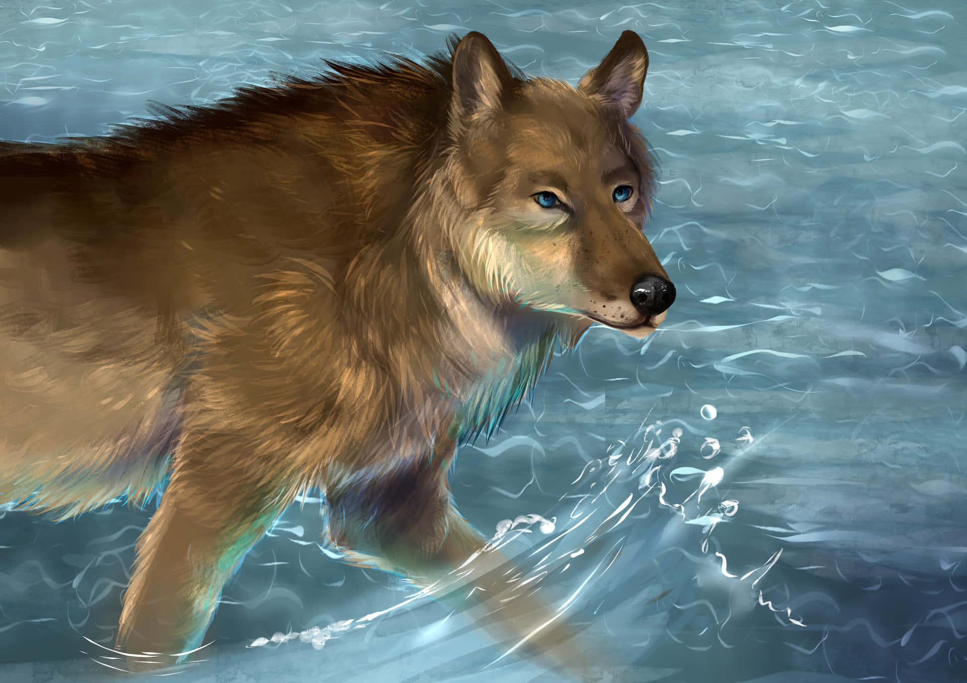Wolf In Water 桌布 壁紙 — 一隻雄偉的棕色狼，擁有銳利的藍色眼睛，涉過清涼的藍色水面，在腿周圍激起輕柔的漣漪和水花。