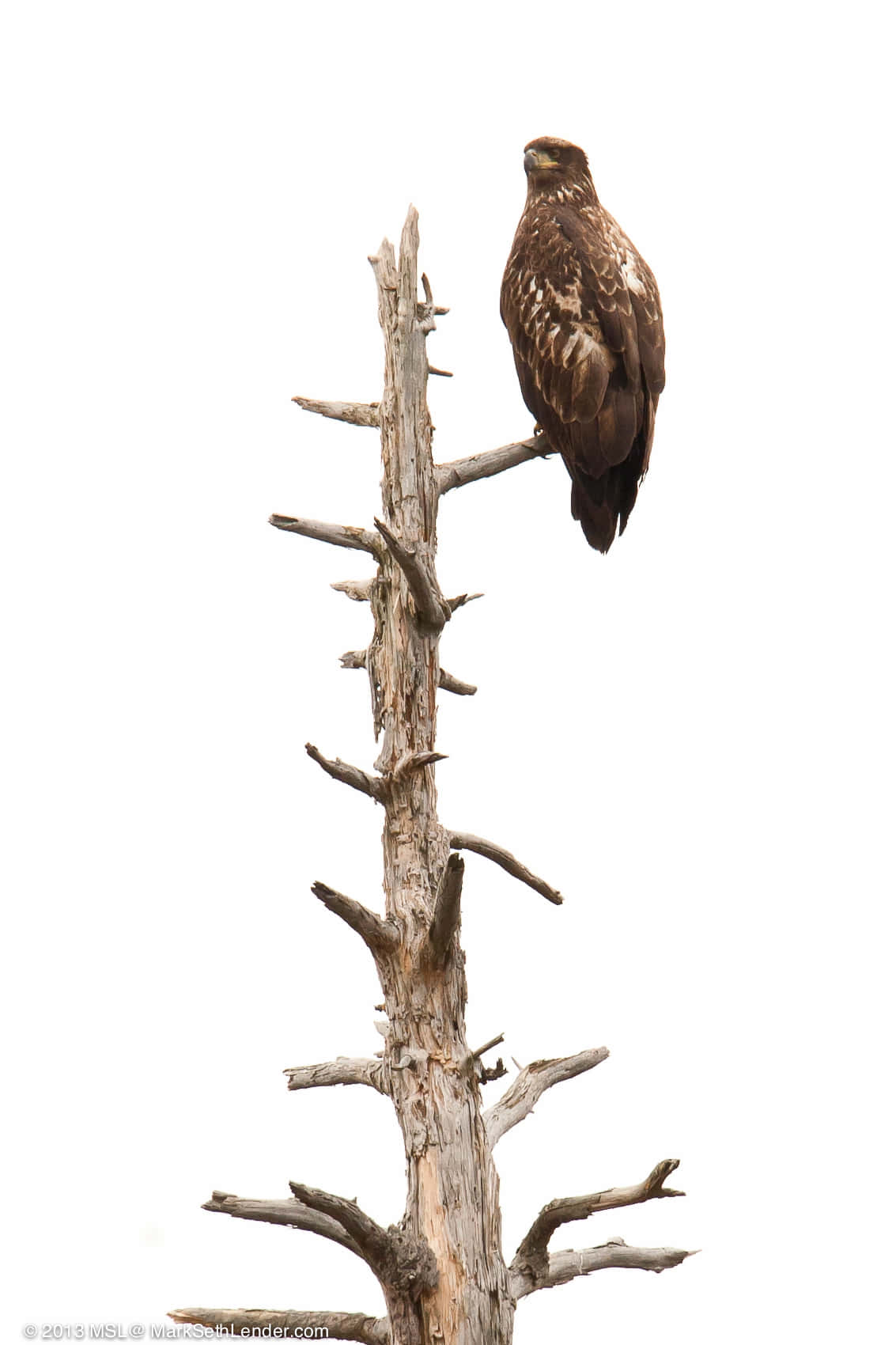 Young Eagle 桌布 壁紙 — 一隻雄偉的棕色老鷹棲息在風化、無葉的樹幹上，背景是純白色。