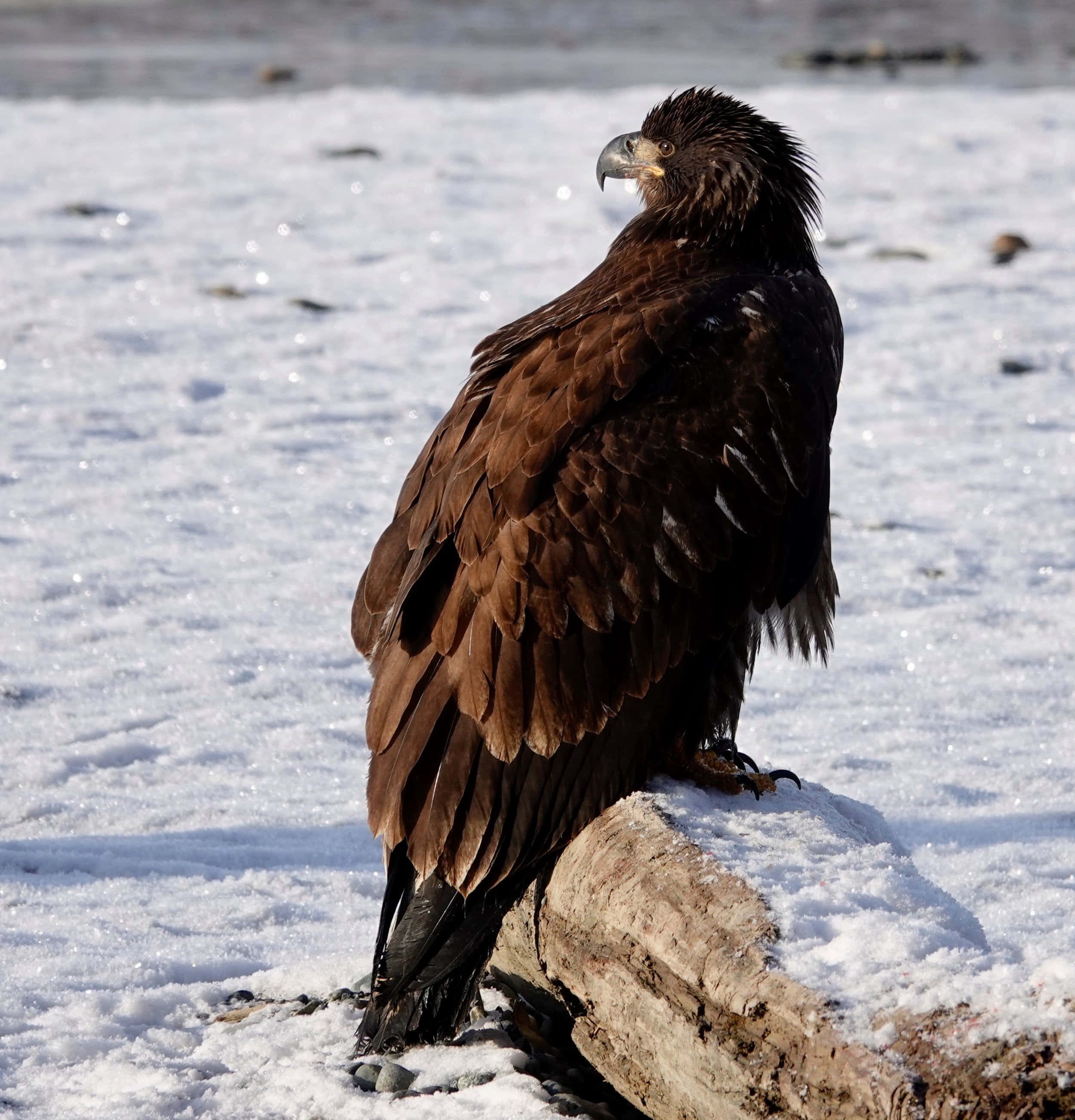 Young Eagle 桌布 壁紙 — 一隻雄偉的棕色老鷹警覺地棲息在灑滿雪的圓木上，背景是明亮的冬日景色。