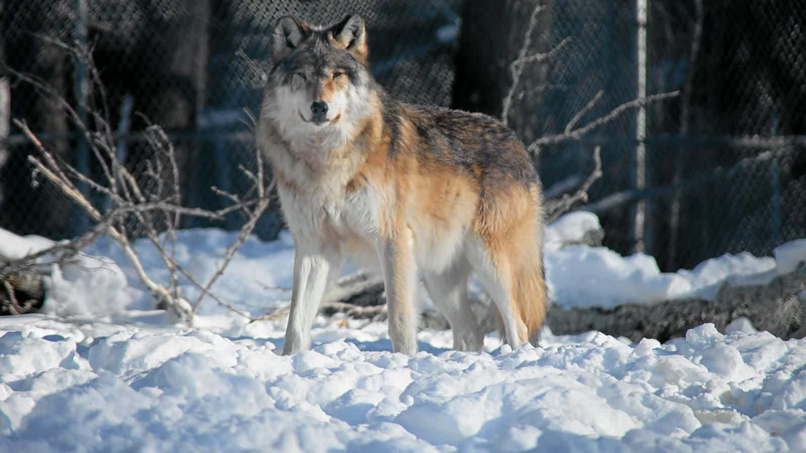 Gray Wolf 桌布 壁紙 — 一隻雄偉的灰狼在深雪中警覺地站立，背後有光禿的樹枝和鐵絲網圍欄，在明亮的陽光下。