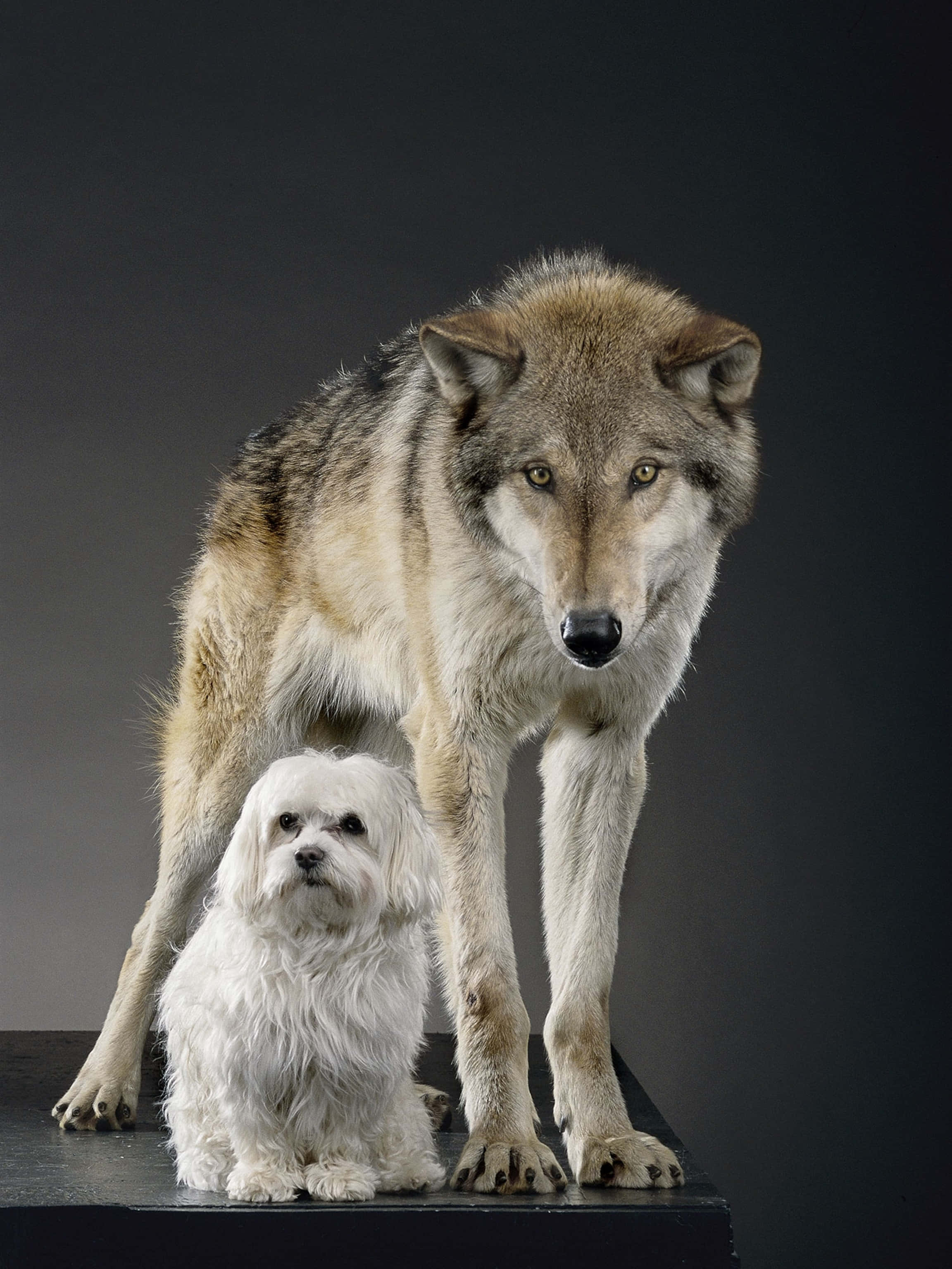 Wolf Photography 桌布 壁紙 — 一隻雄偉的灰色狼站在一個黑暗的平台上，旁邊有一隻毛茸茸的小白狗，背景是漸變灰色。