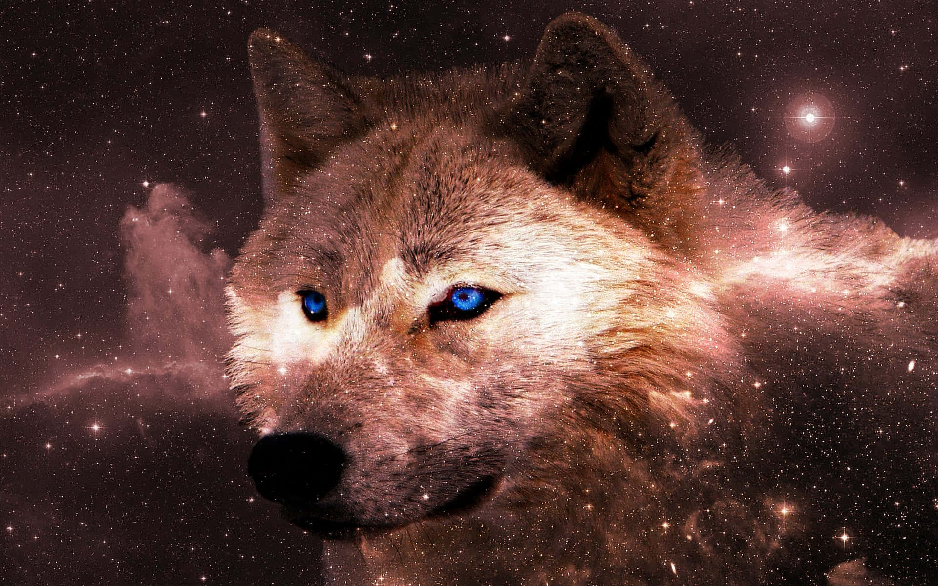 桌布 壁紙 — 一隻雄偉的狼，擁有發光的藍色眼睛，在星星和星雲的宇宙背景下向前凝視。