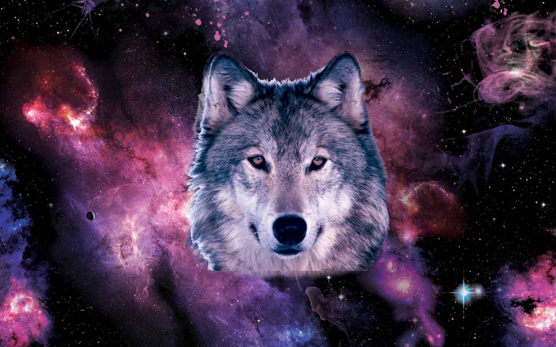 狼 桌布 壁紙 — 一隻雄偉的狼臉向前凝視，背景是充滿活力的宇宙星雲，有紫色、粉紅色和藍色的星雲以及閃爍的星星。