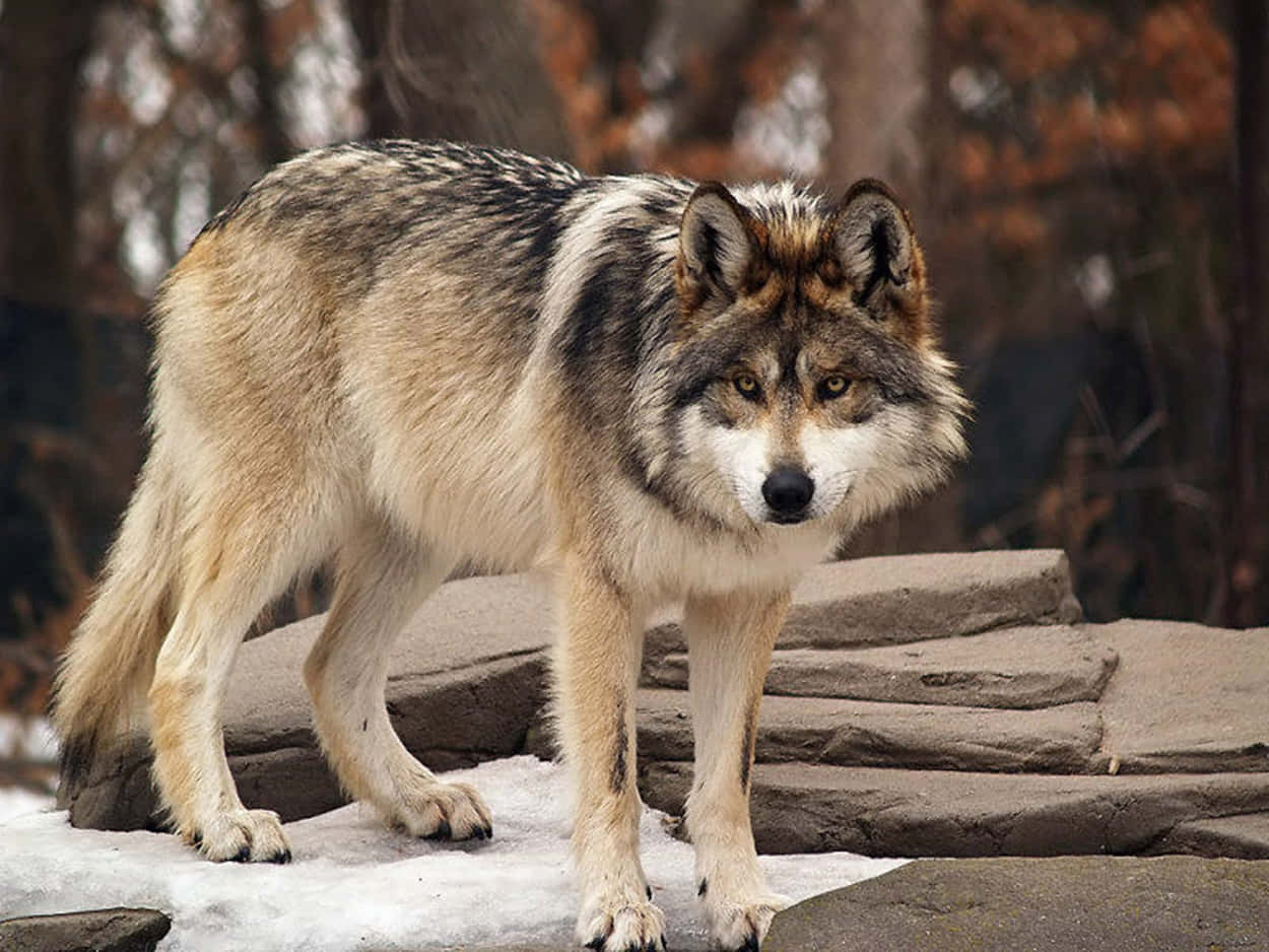 Mexican Wolf 桌布 壁紙 — 一隻雄偉的狼警覺地站在雪覆蓋的岩石上，背景是模糊的秋樹。
