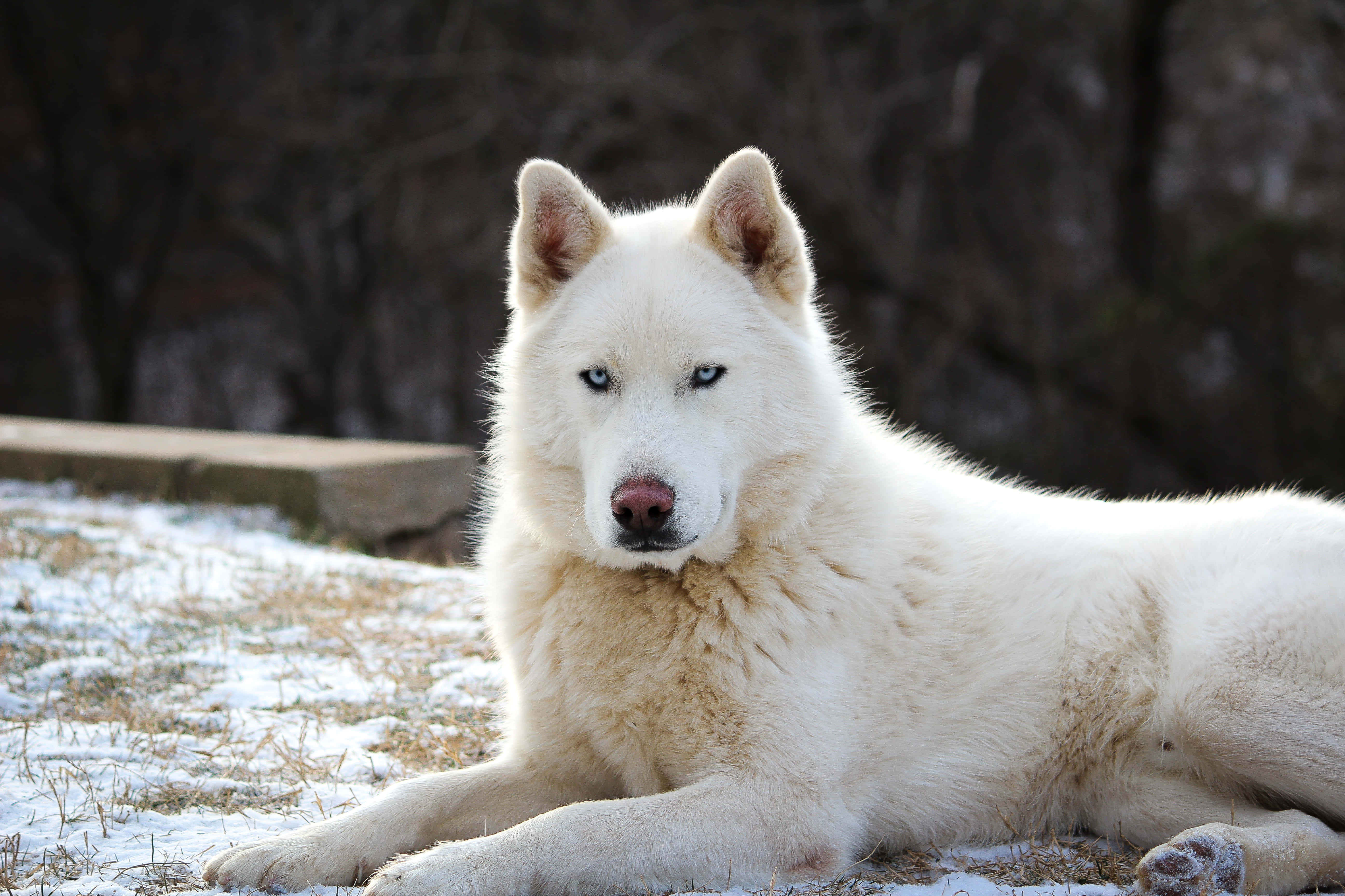 動物 桌布 壁紙 — 一隻雄偉的白哈士奇，擁有銳利的藍眼睛，在雪地上光禿禿的樹木間靜靜休息。