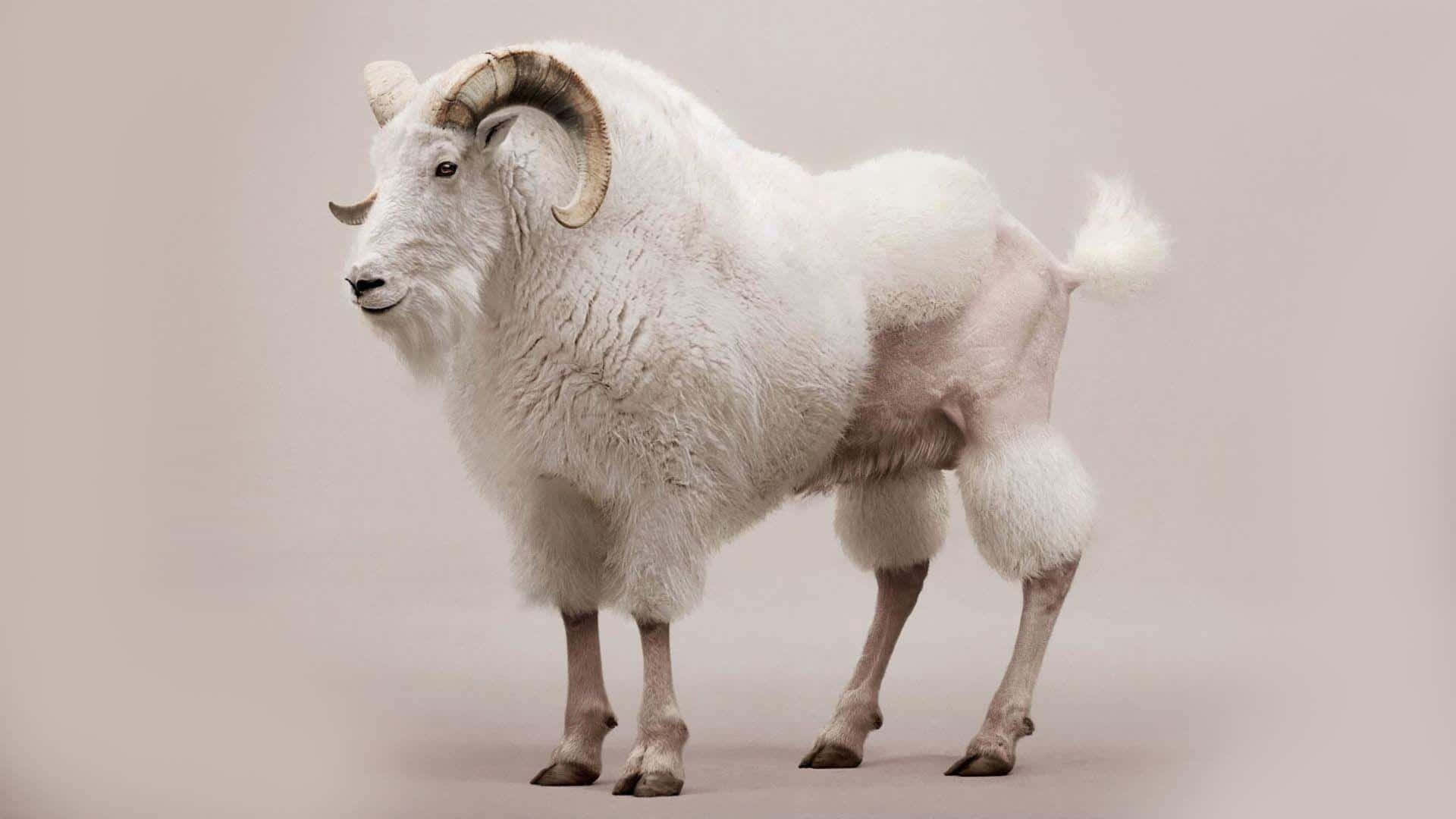 Mountain Goat 桌布 壁紙 — 一隻雄偉的白大角羊站在柔和的中性背景前，其厚實的羊毛和彎曲的角在攝影棚燈光下凸顯出來。