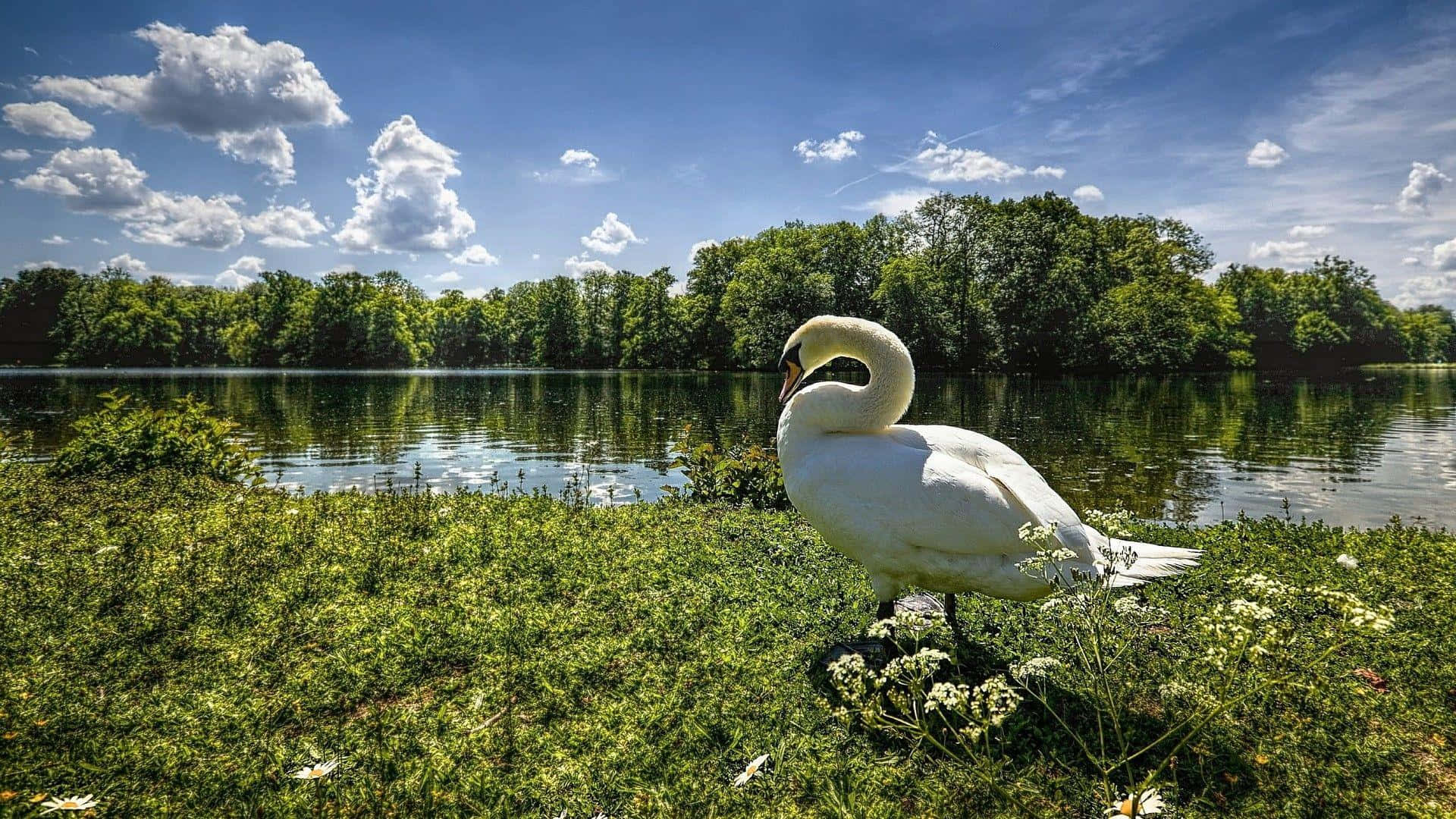 Goose 桌布 壁紙 — 一隻雄偉的白天鵝優雅地站在陽光明媚的草地上，旁邊是平靜的湖泊，上方是藍天白雲。
