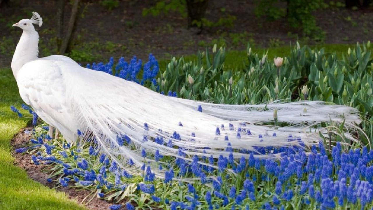 白孔雀站在藍色花園中。 — 孔雀動圖 壁紙
