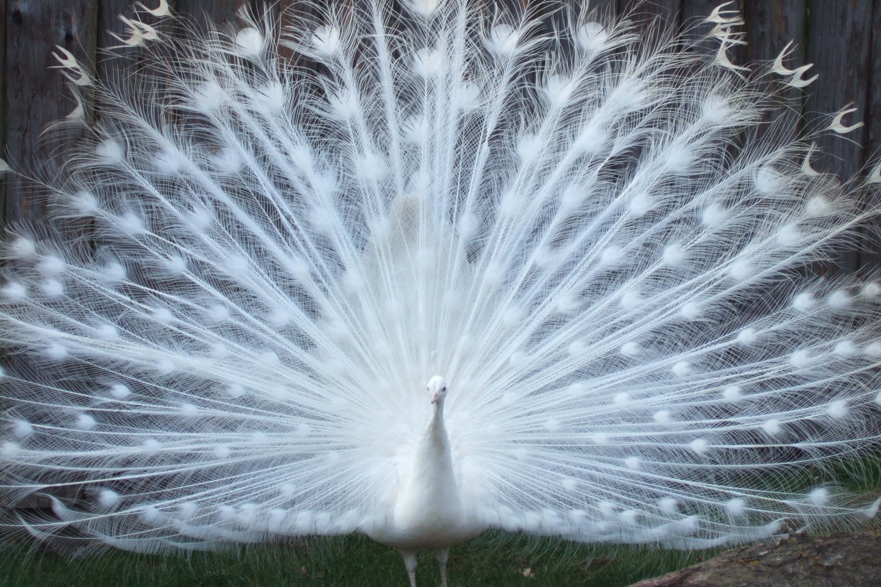 Peacock Bird 桌布 壁紙 — 一隻雄偉的白孔雀在質樸的木柵欄前展示其寬廣、空靈的尾羽。