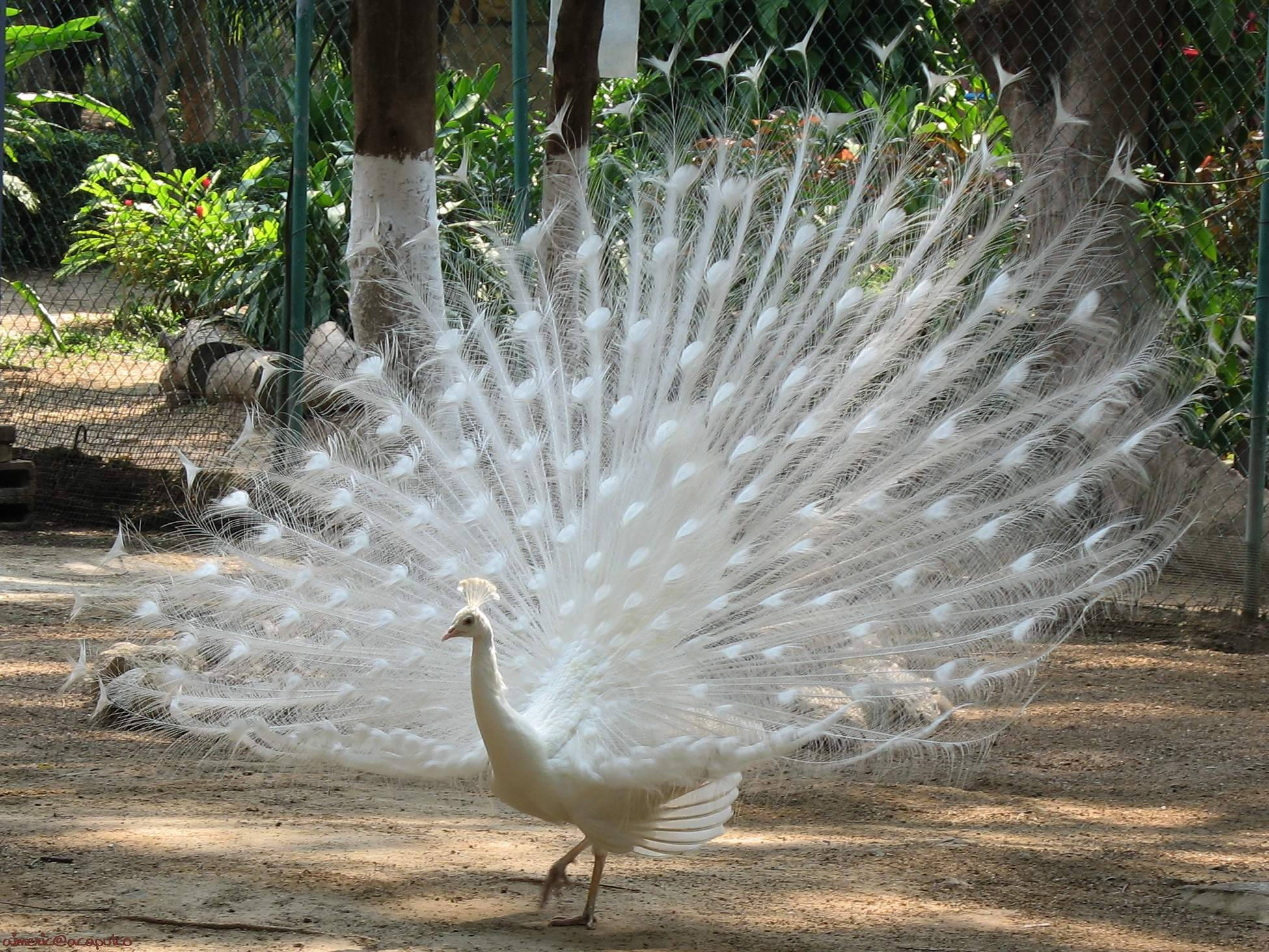 period 桌布 壁紙 — 一隻雄偉的白孔雀在陽光普照的動物園圍欄內展示其廣闊而空靈的尾羽，周圍環繞著綠意。