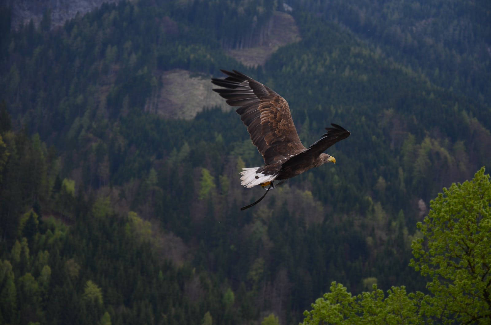 Eagle 桌布 壁紙 — 一隻雄偉的白尾海雕展開翅膀翱翔，背景是茂密的綠色森林山脈。