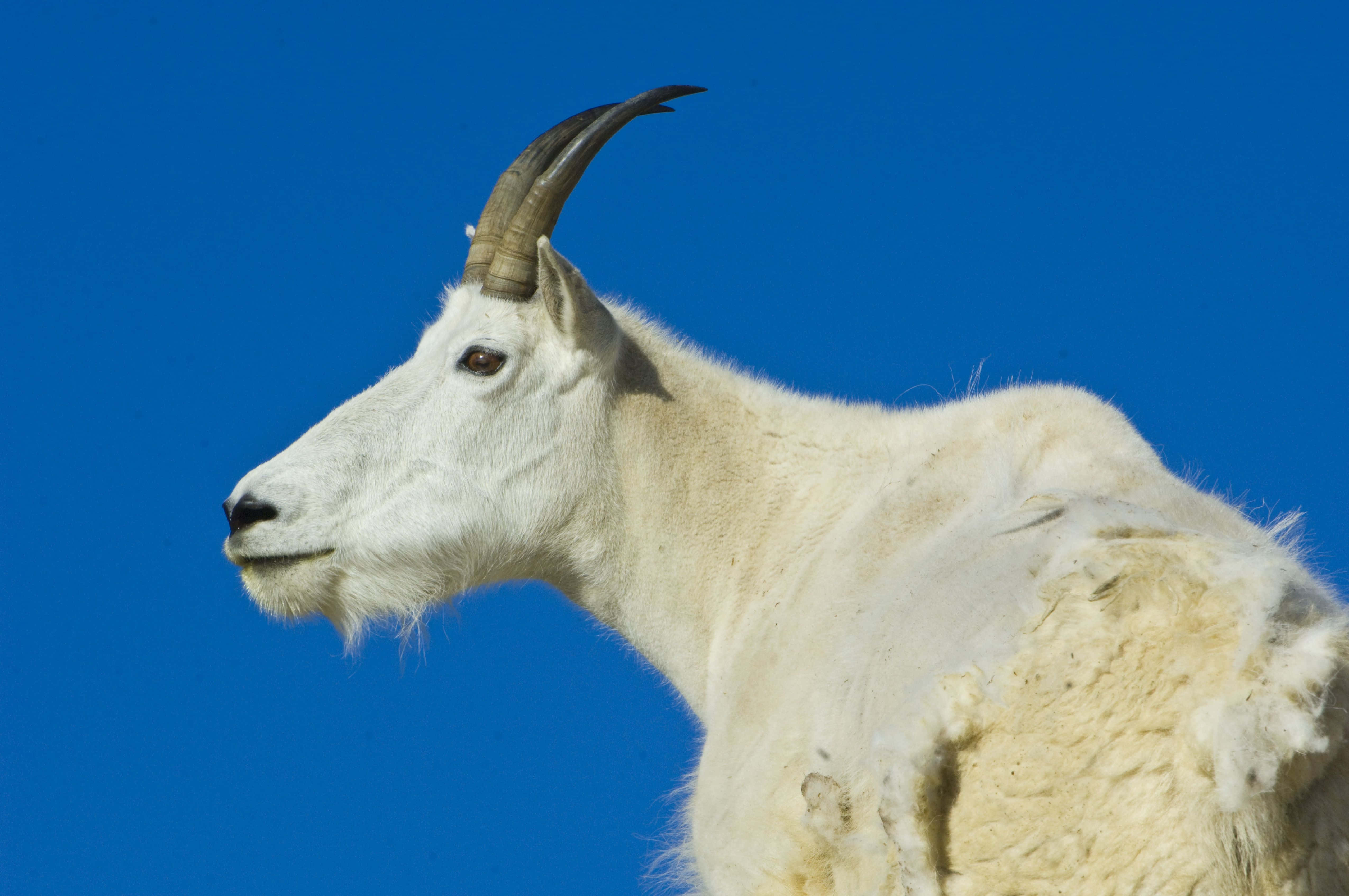 動物 桌布 壁紙 — 一隻雄偉的白山羊，長著彎曲的角，側身站在鮮豔的藍天下。