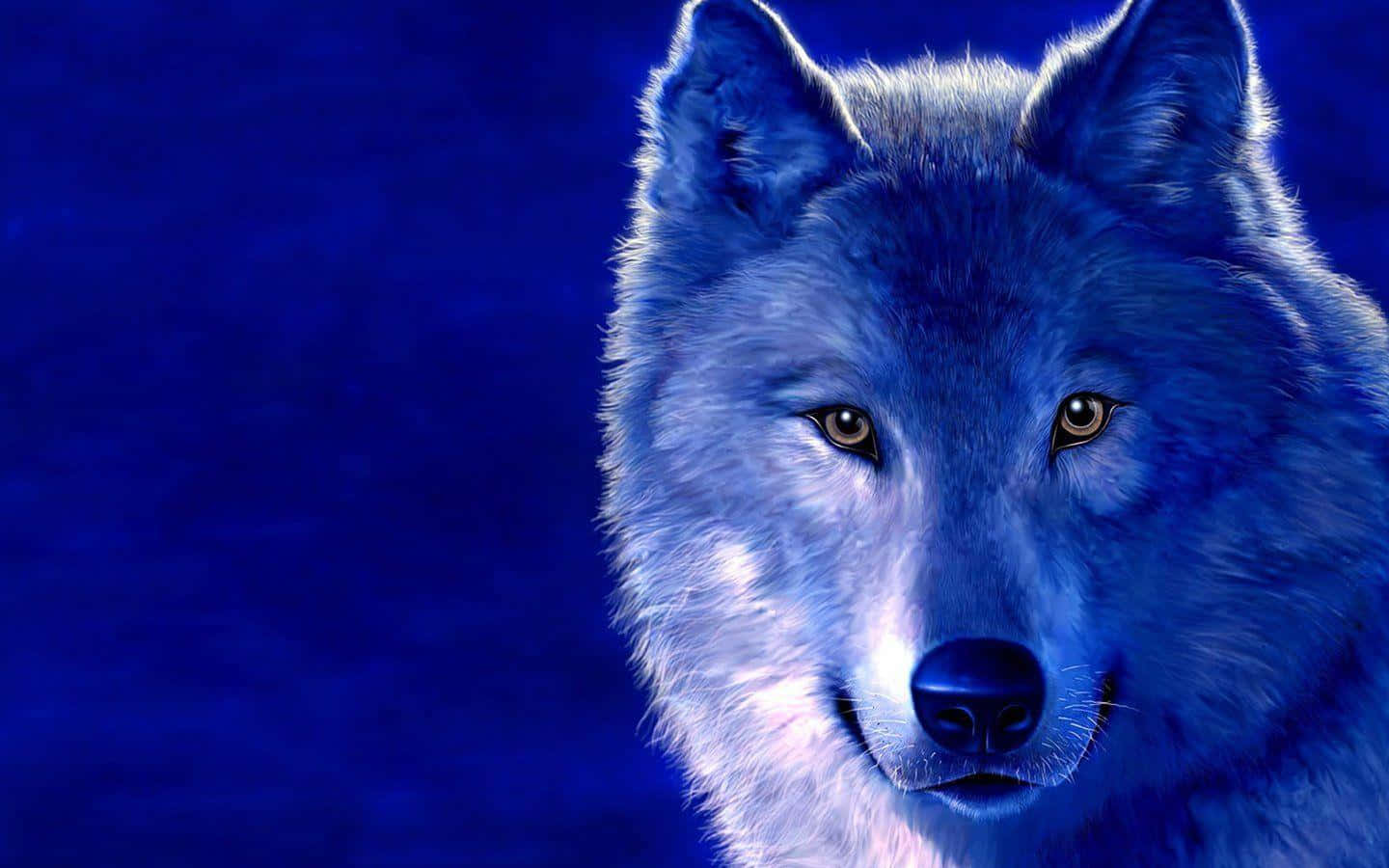 Wolf Photography 桌布 壁紙 — 一隻雄偉的白狼，擁有發光的琥珀色眼睛，在深藍色漸變背景前凝視著。