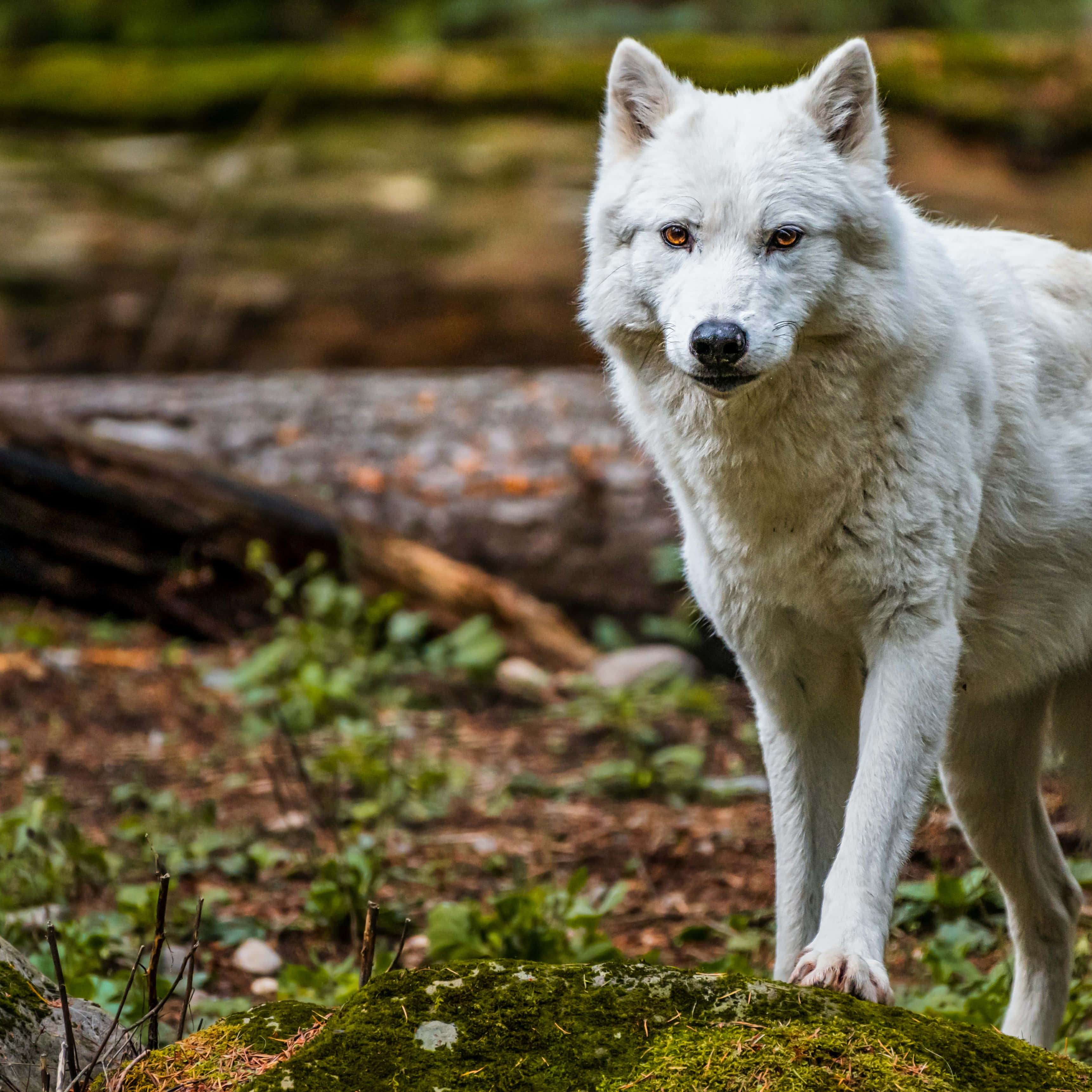 Wolf In Autumn 桌布 壁紙 — 一隻雄偉的白狼，有著銳利的琥珀色眼睛，警覺地站在森林空地的苔蘚岩石上。