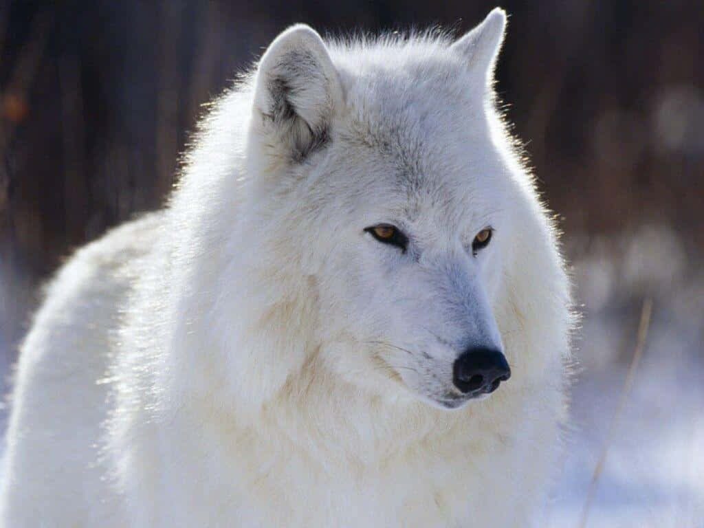 White Wolf 桌布 壁紙 — 一隻雄偉的白狼，有著銳利的琥珀色眼睛，在白雪皚皚的冬季景觀中警覺地站立，其濃密的皮毛在明亮的陽光下閃閃發光。